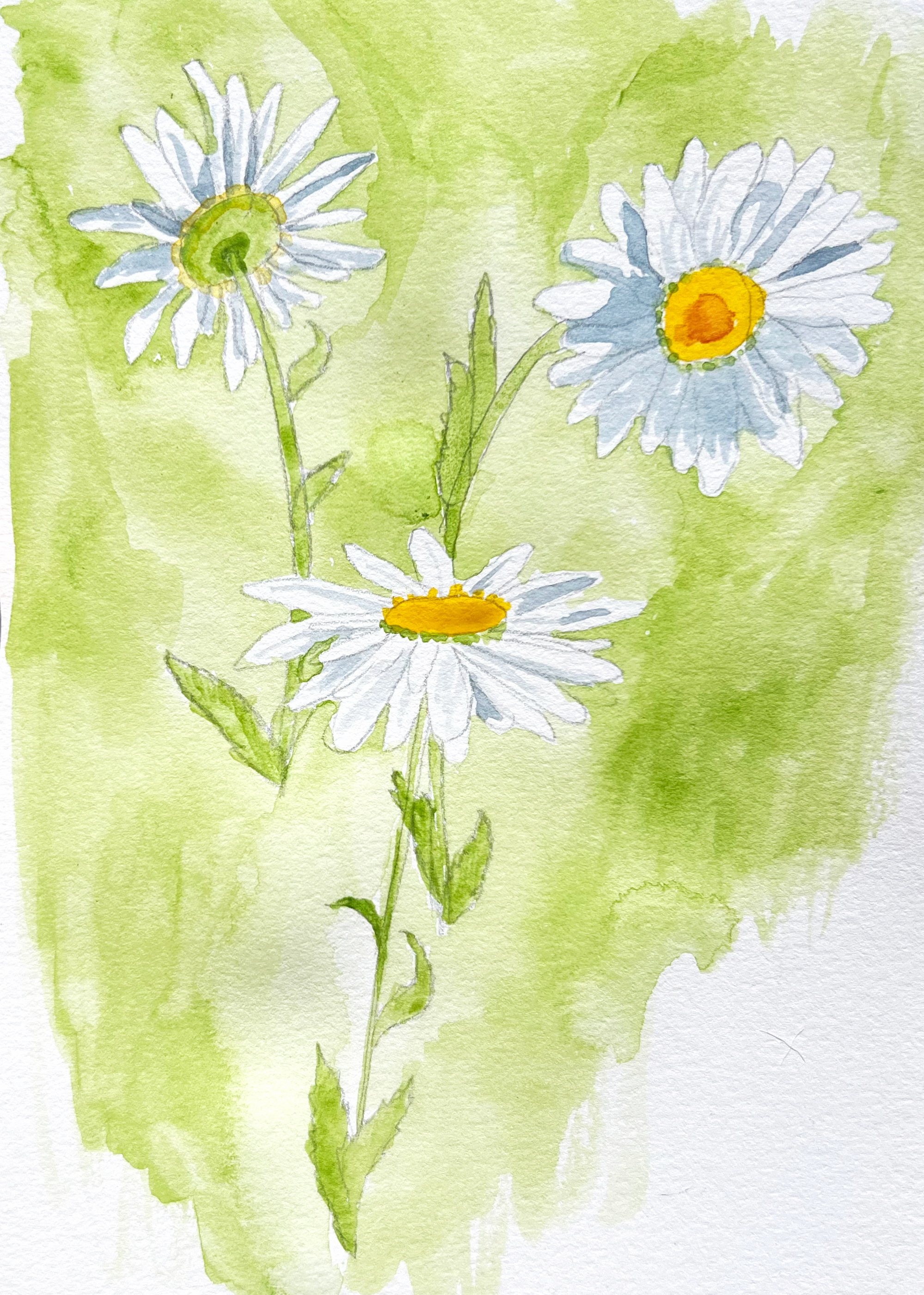 Stucky daisies.png
