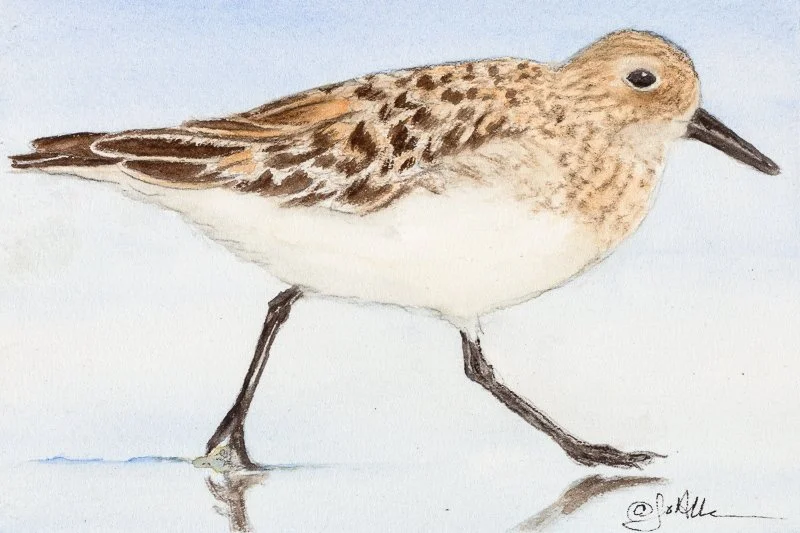 Sandpiper