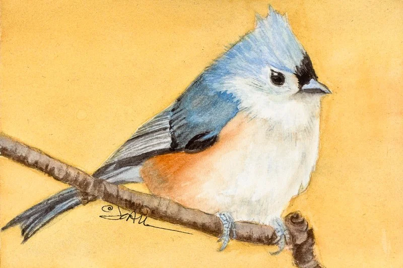 Titmouse