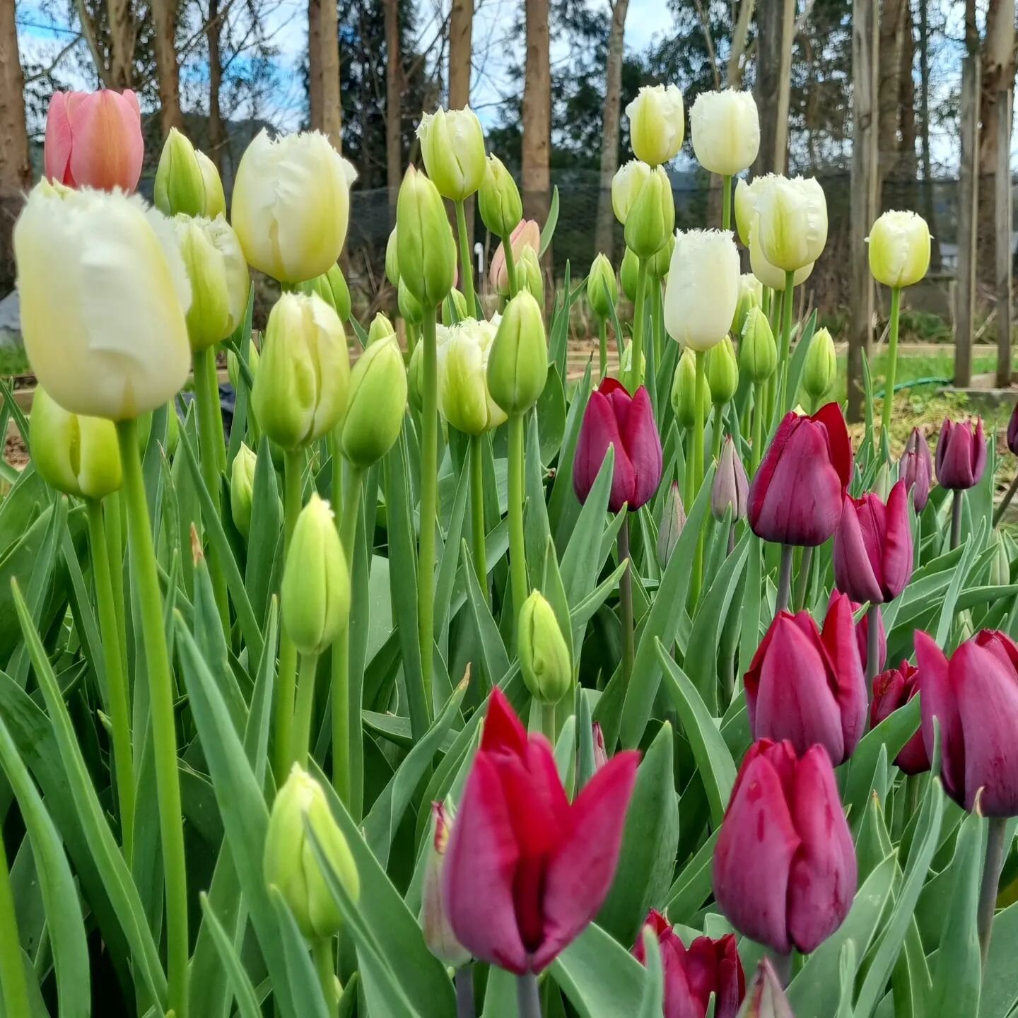 Tulips need picking again.