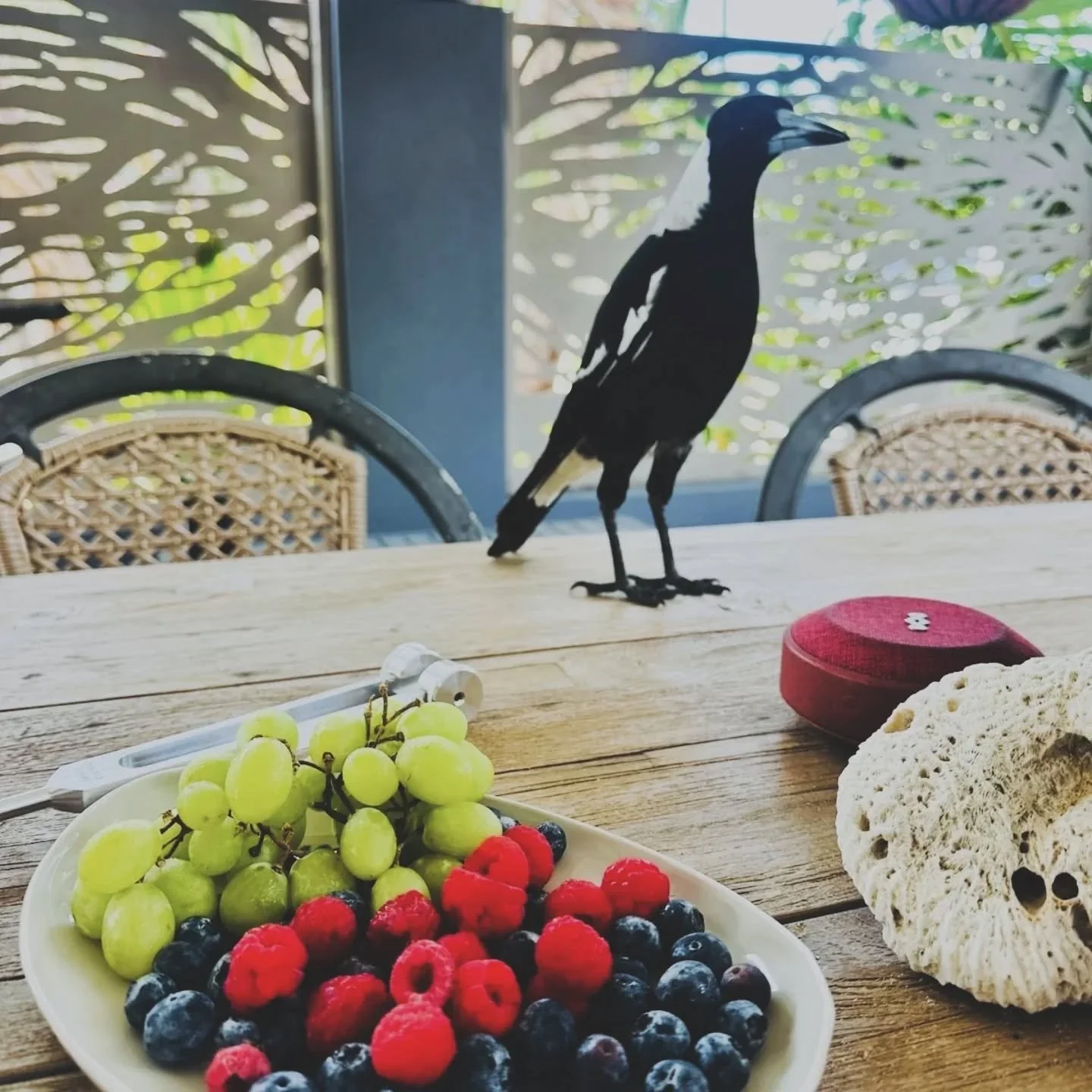An unexpected guest at our planning session today with @jodiannintuitive. Magpies have the most beautiful song.. my favourite 🎶