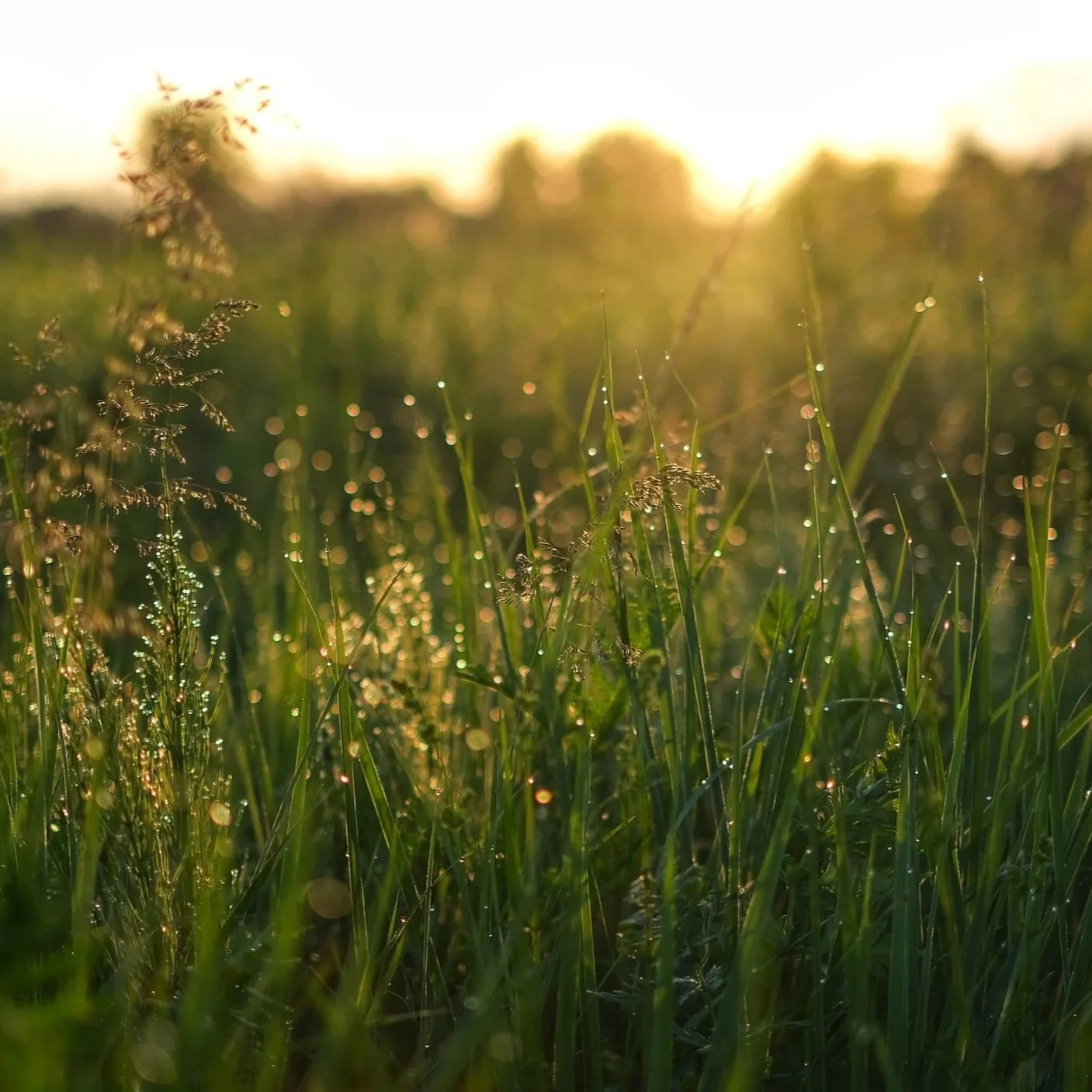 Richard Frederick Schultz