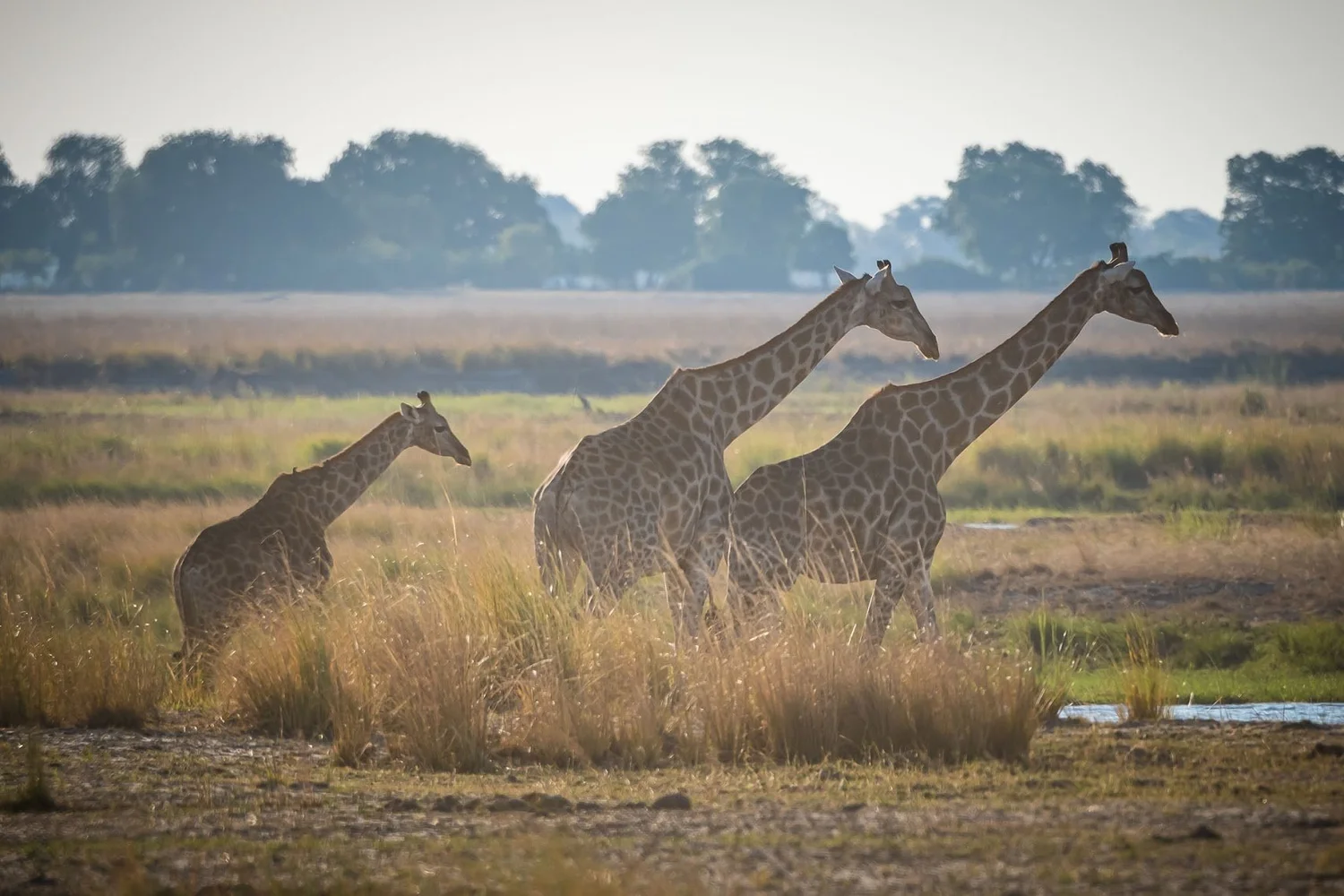 Wildlife on the savannah at Munga Plains, Botswana safari retreat 2027