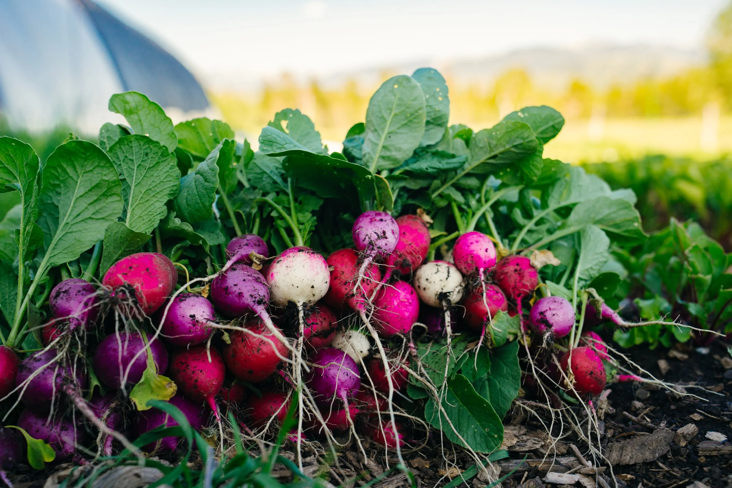 Huidekoper Ranch 2025-4.jpg