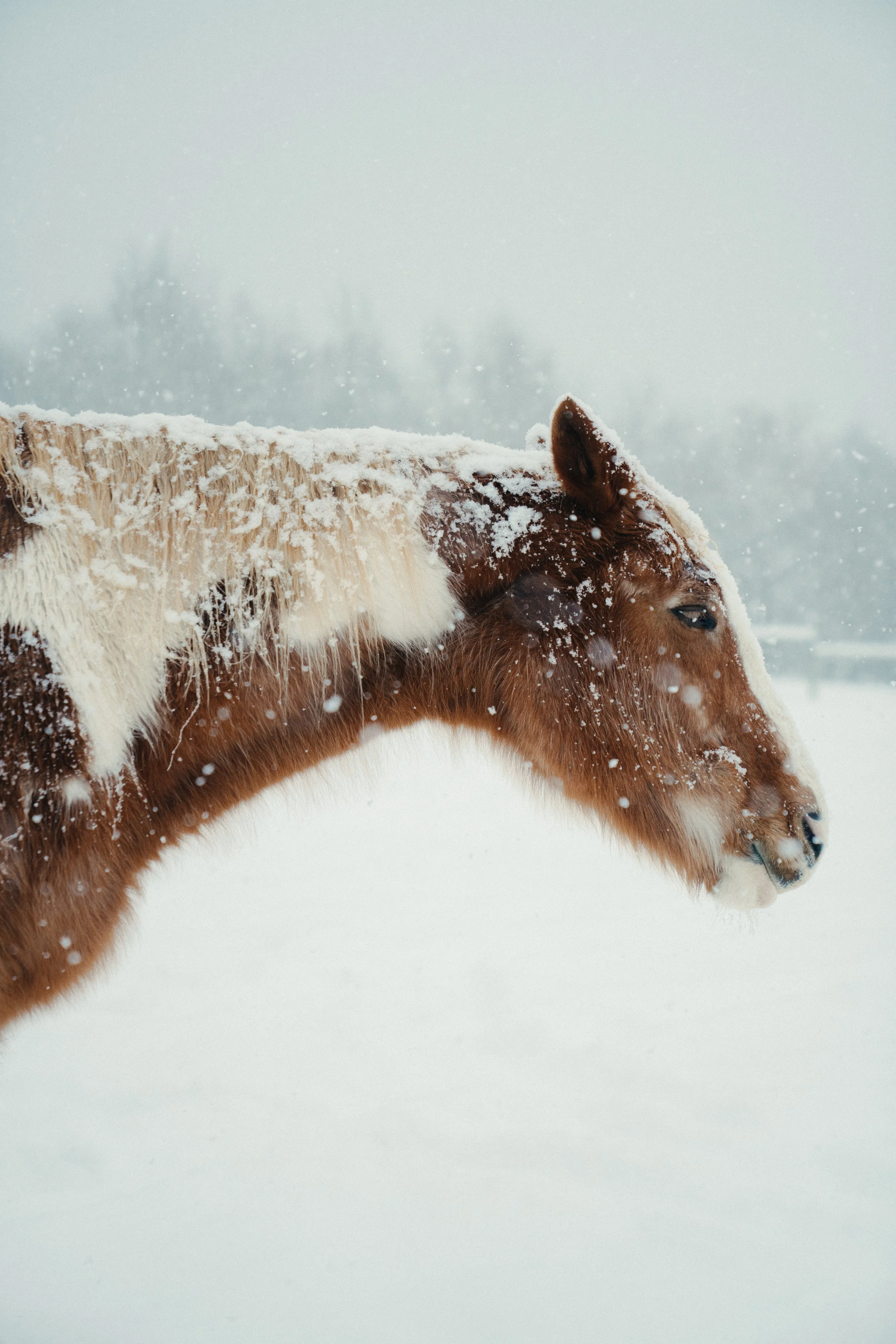winter ponies_Feb 2026-89.jpg