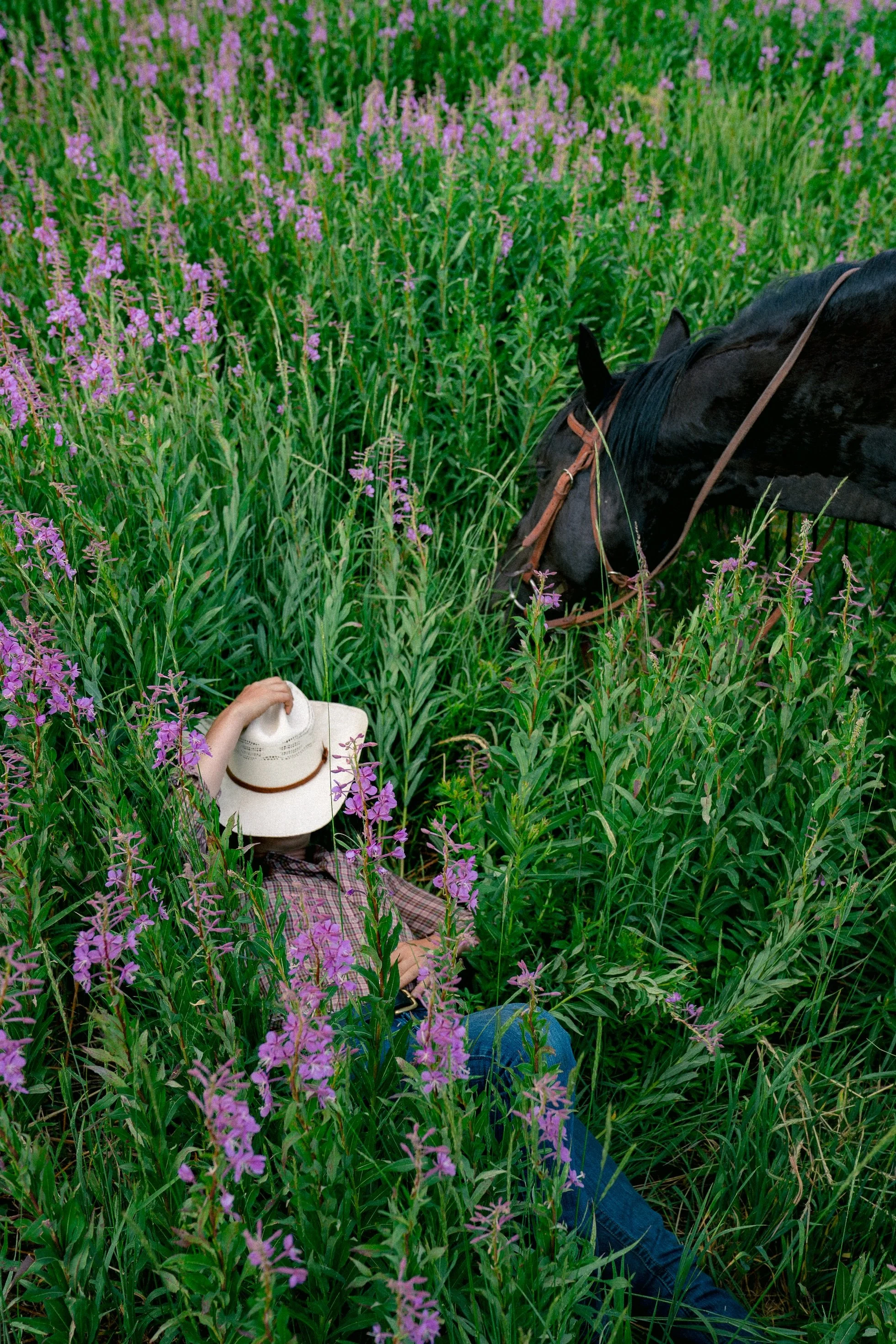 wildflower nap.jpg (Copy)