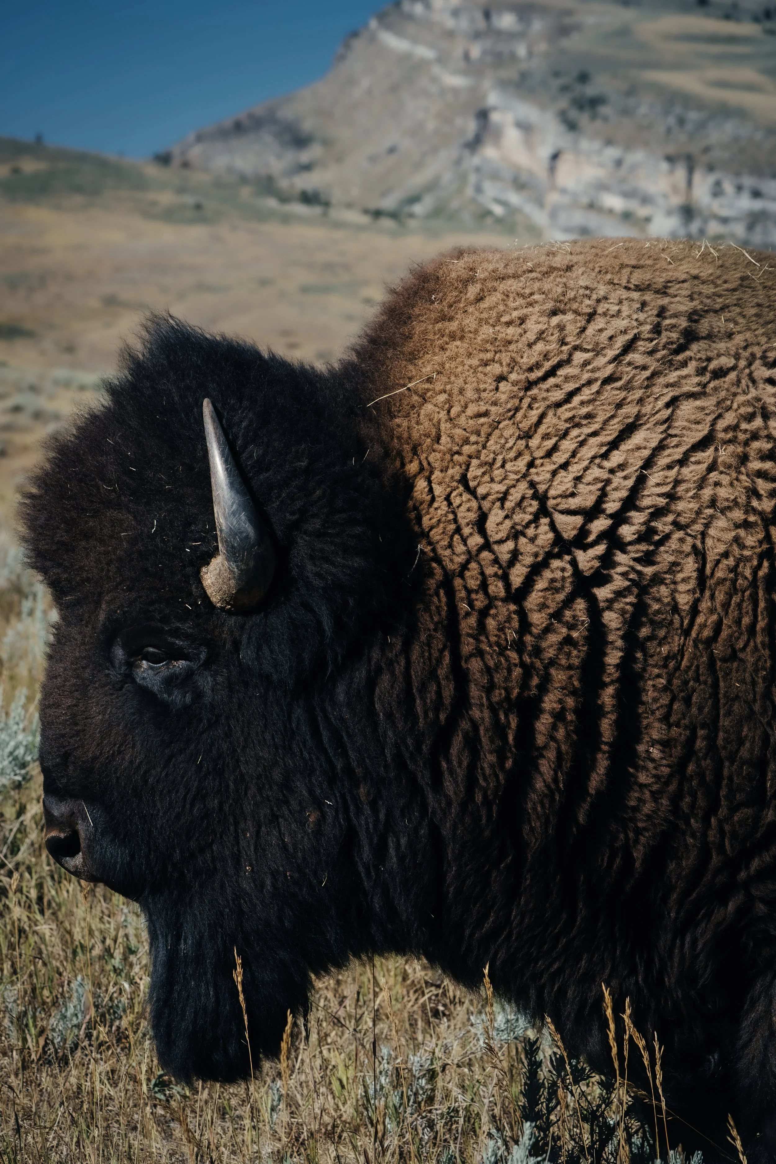 Bison.jpg