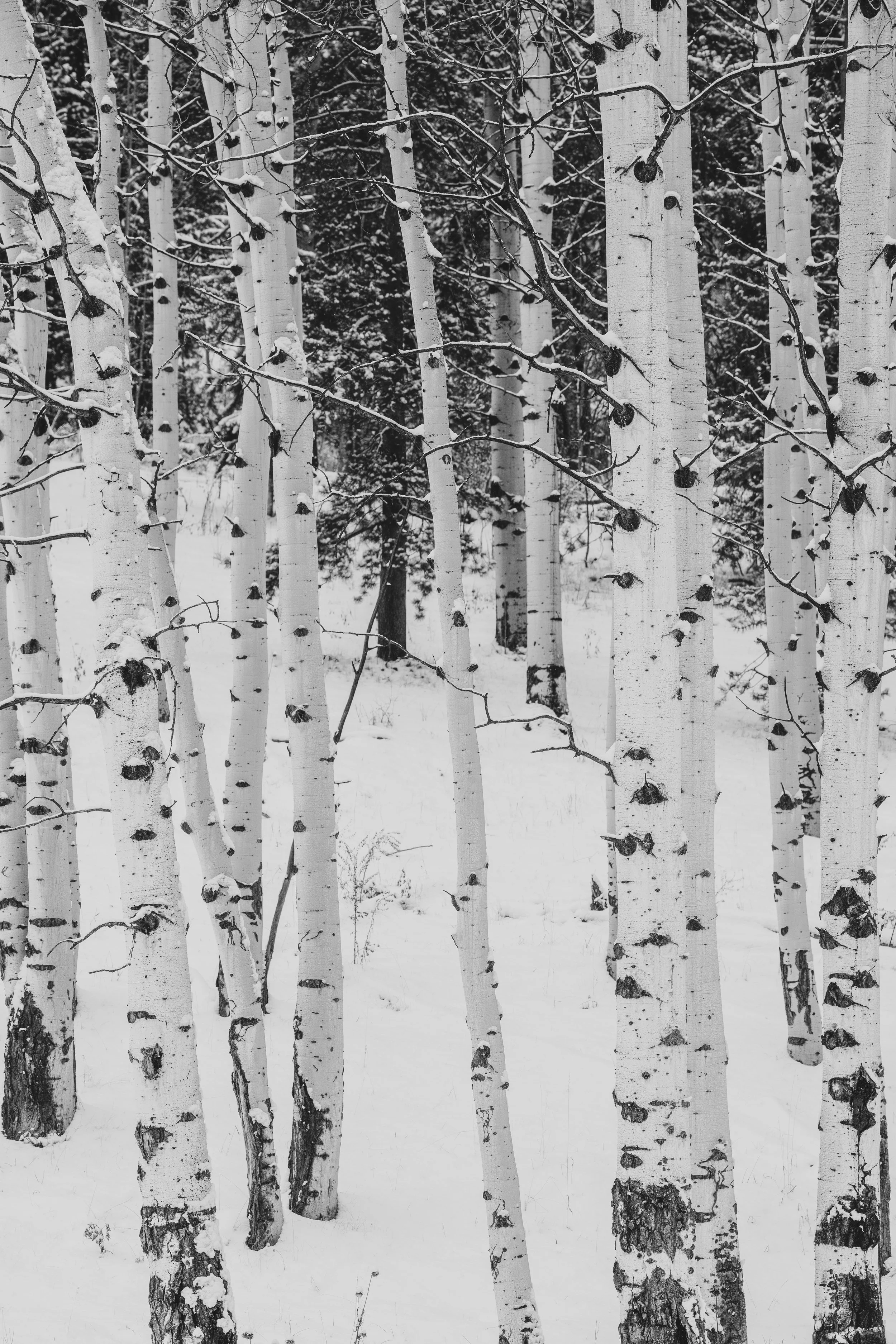 winter moments-8.jpg