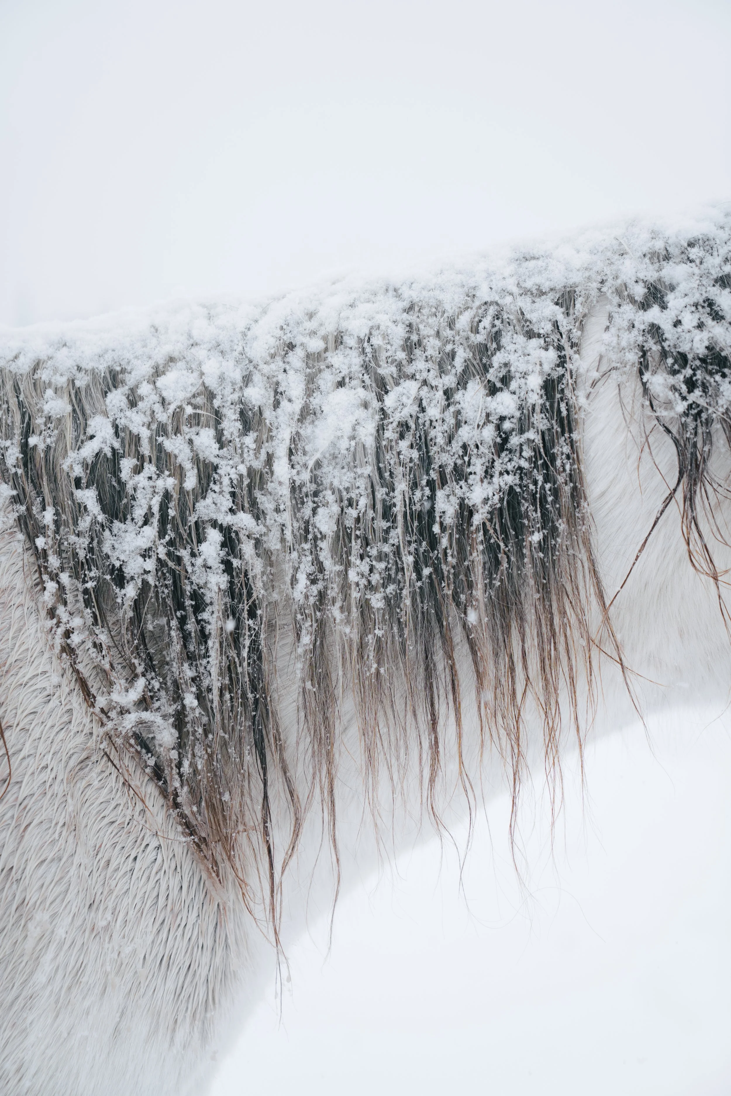 winter ponies_Feb 2026-37.jpg