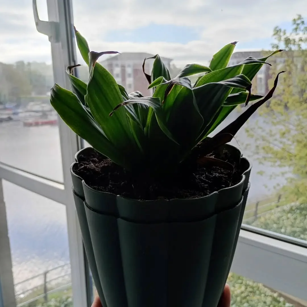 Our tenants had a great time yesterday potting plants for their rooms in celebration of Earth Day 🌎🌿