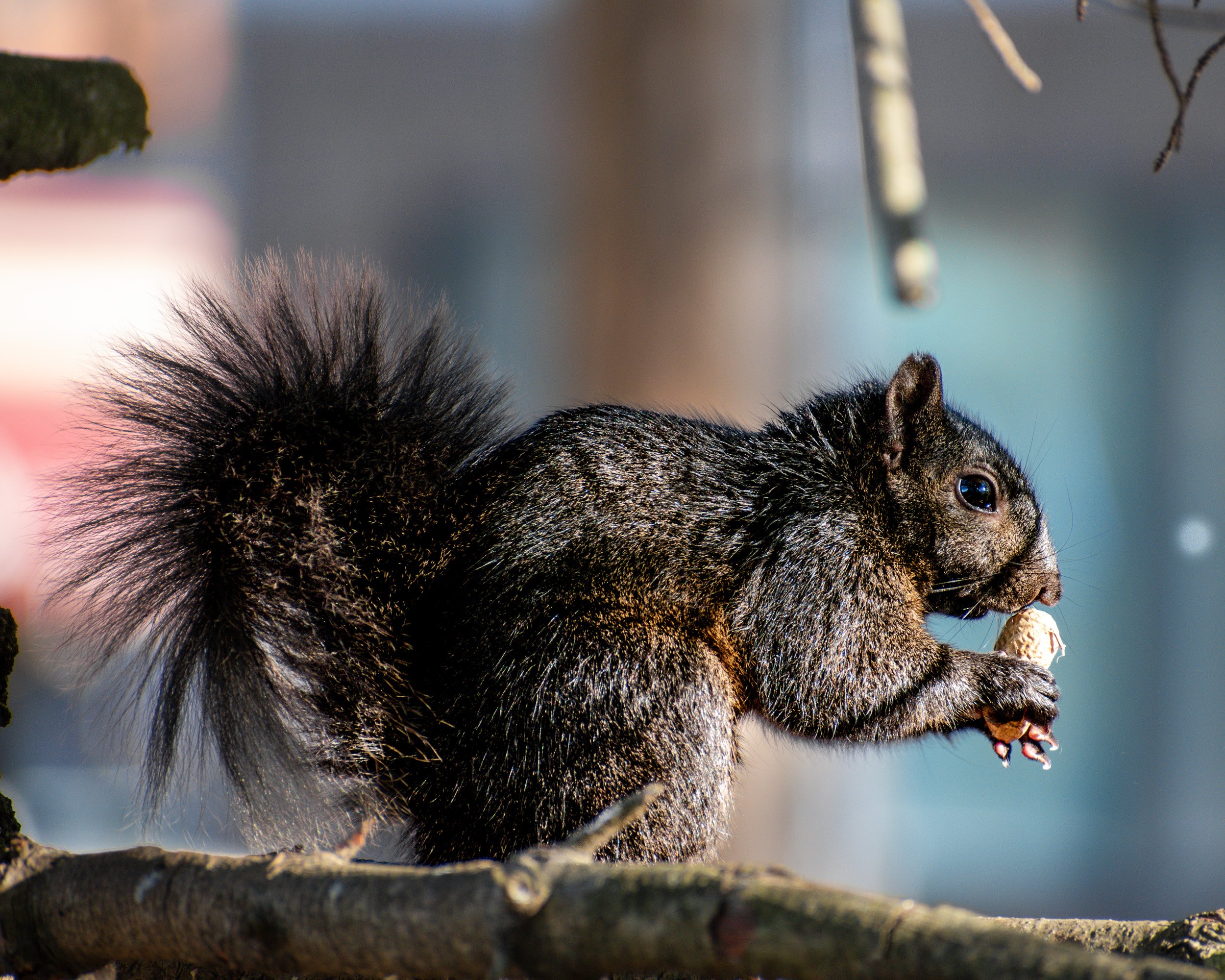 Black Squirrel 