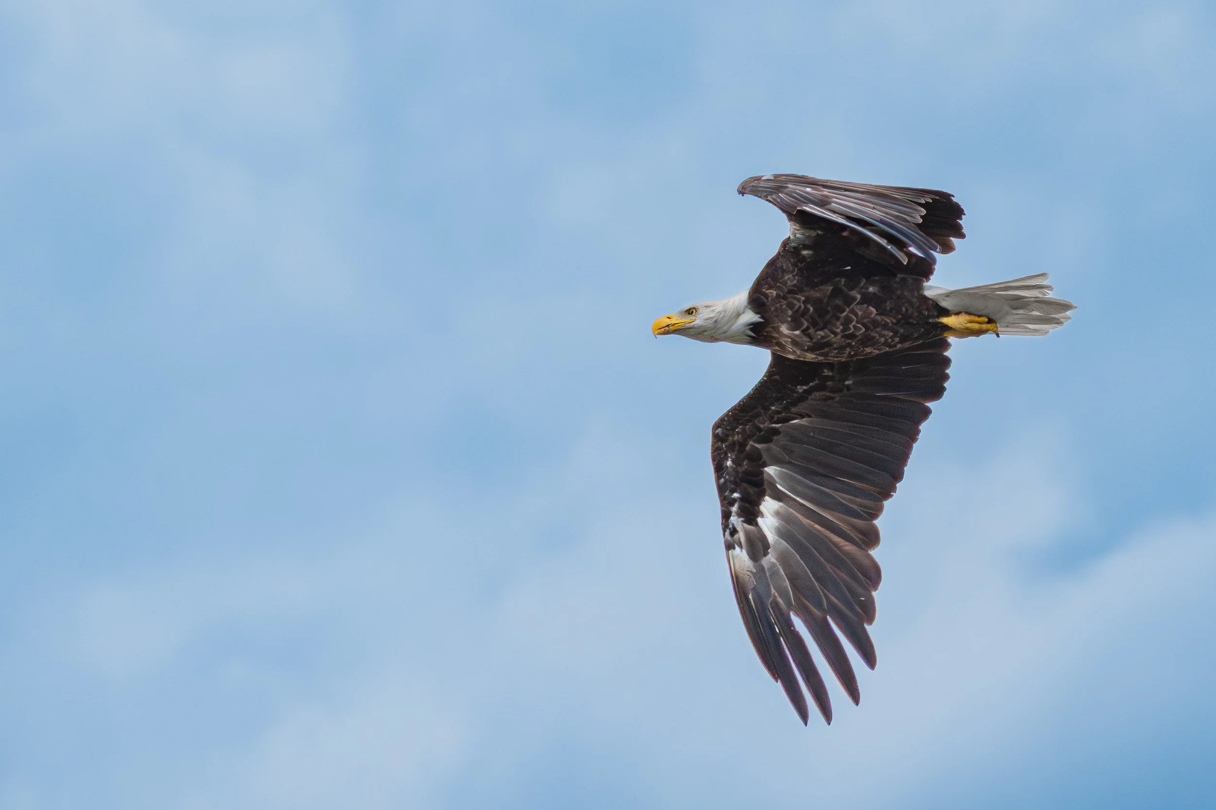 Bald Eagle