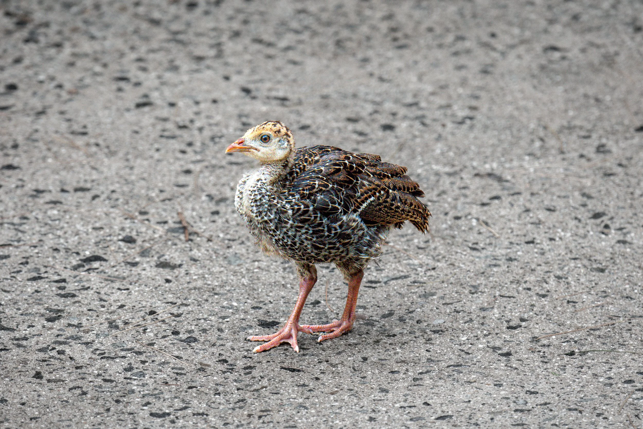 Baby Turkey