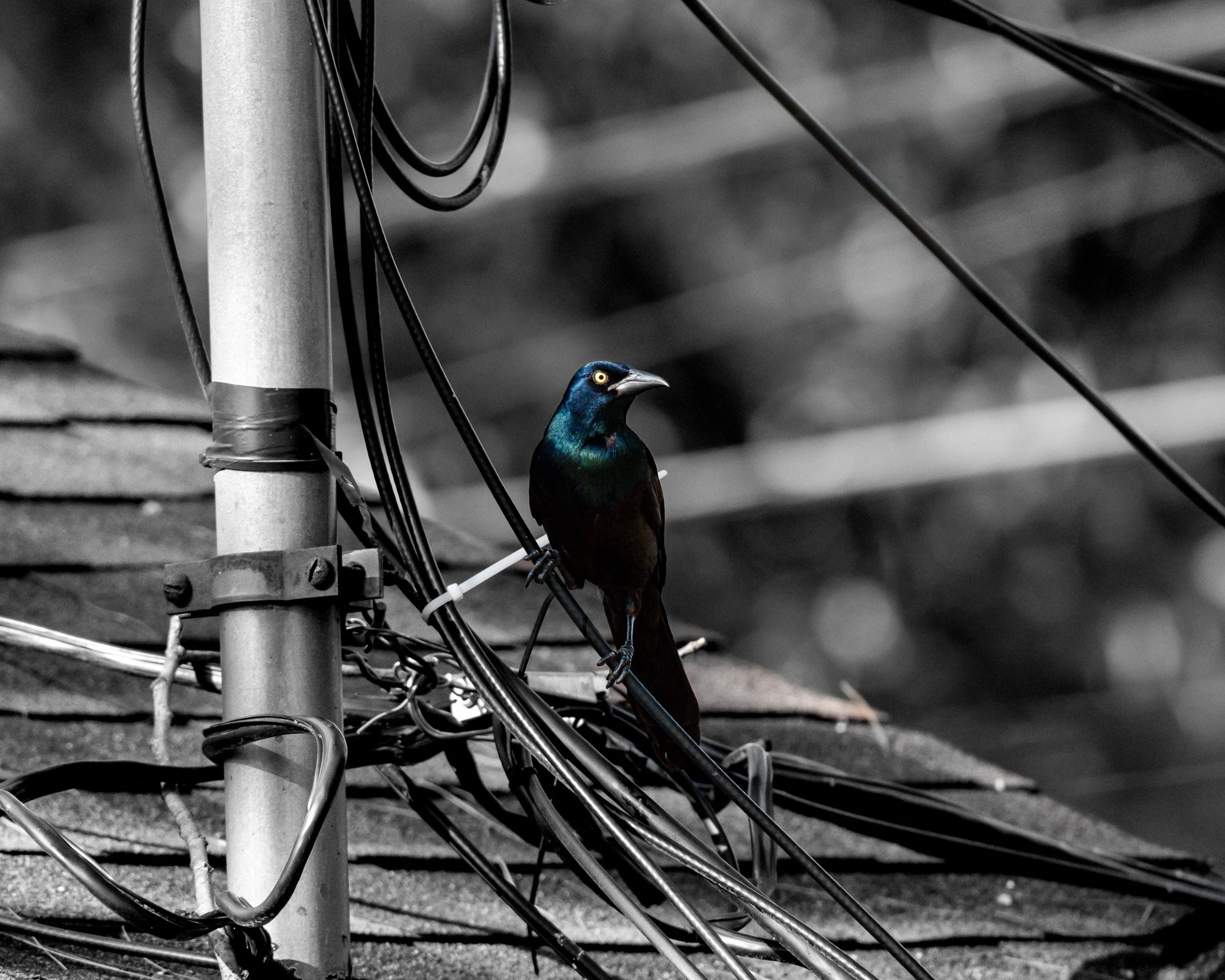 Common Grackle