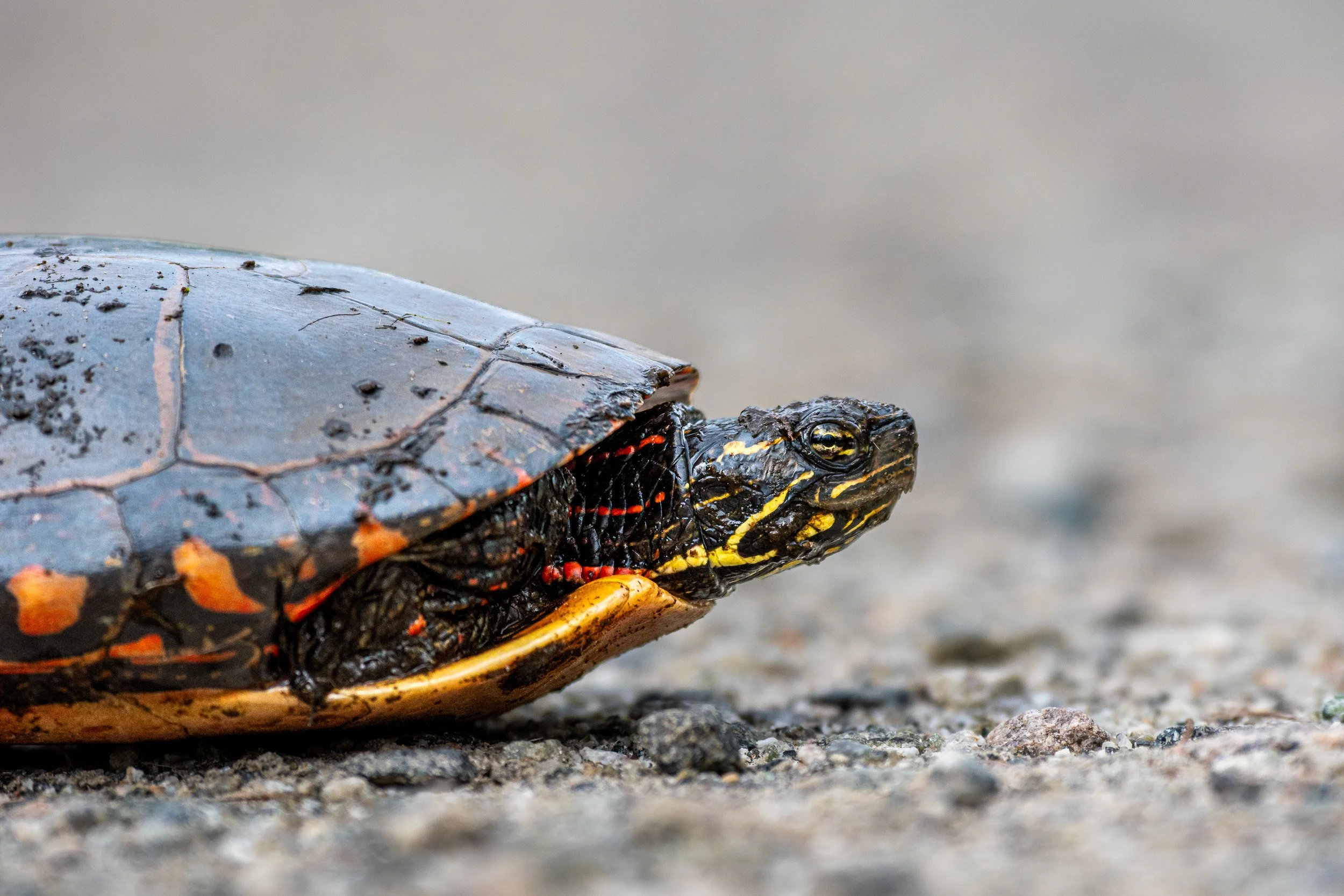 Painted Turtle