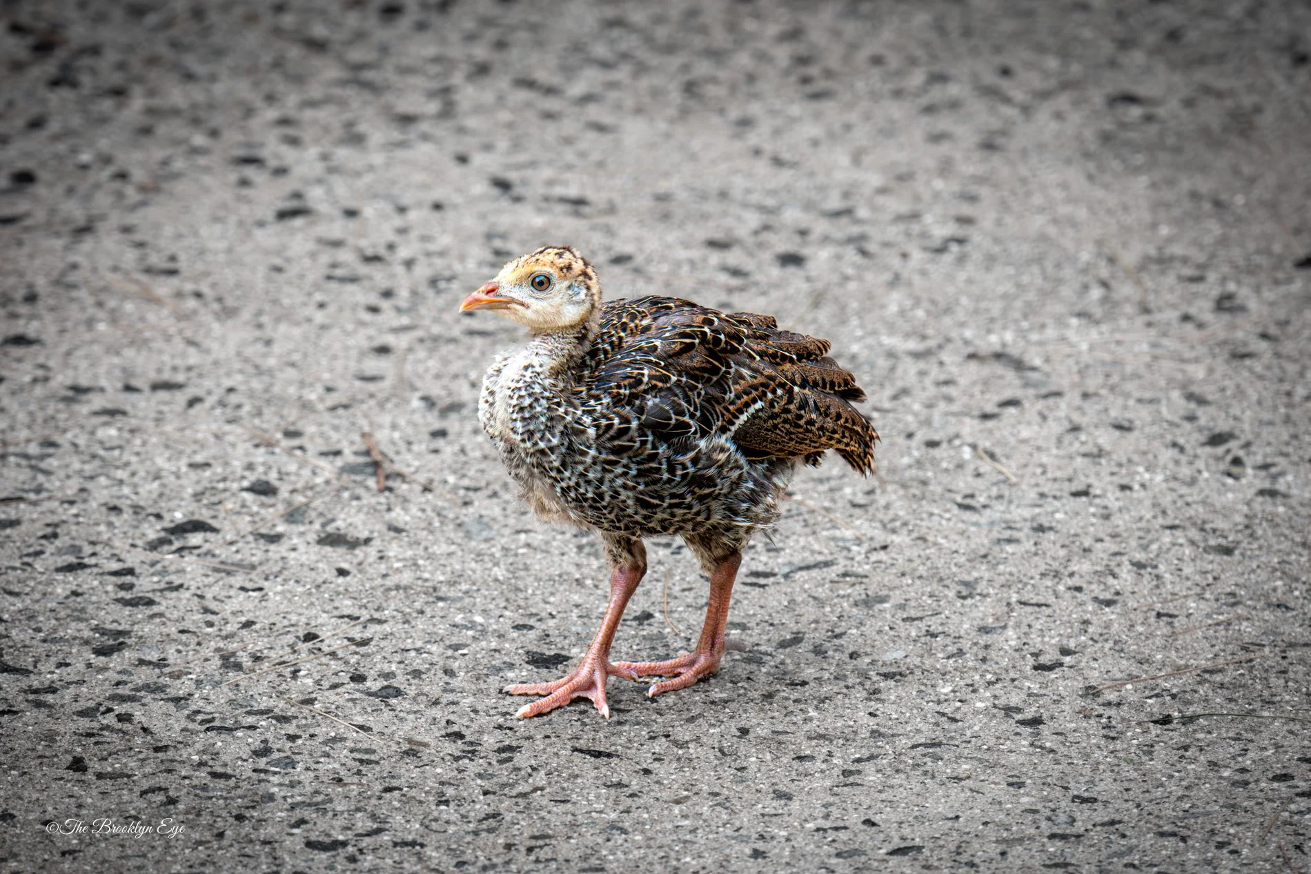 The Wild Turkey poult is a bundle of curiosity, covered in soft down and quick to follow its mother’s every move. From the moment it hatches, it learns to forage for seeds and insects, darting through tall grass with surprising speed. Though small no
