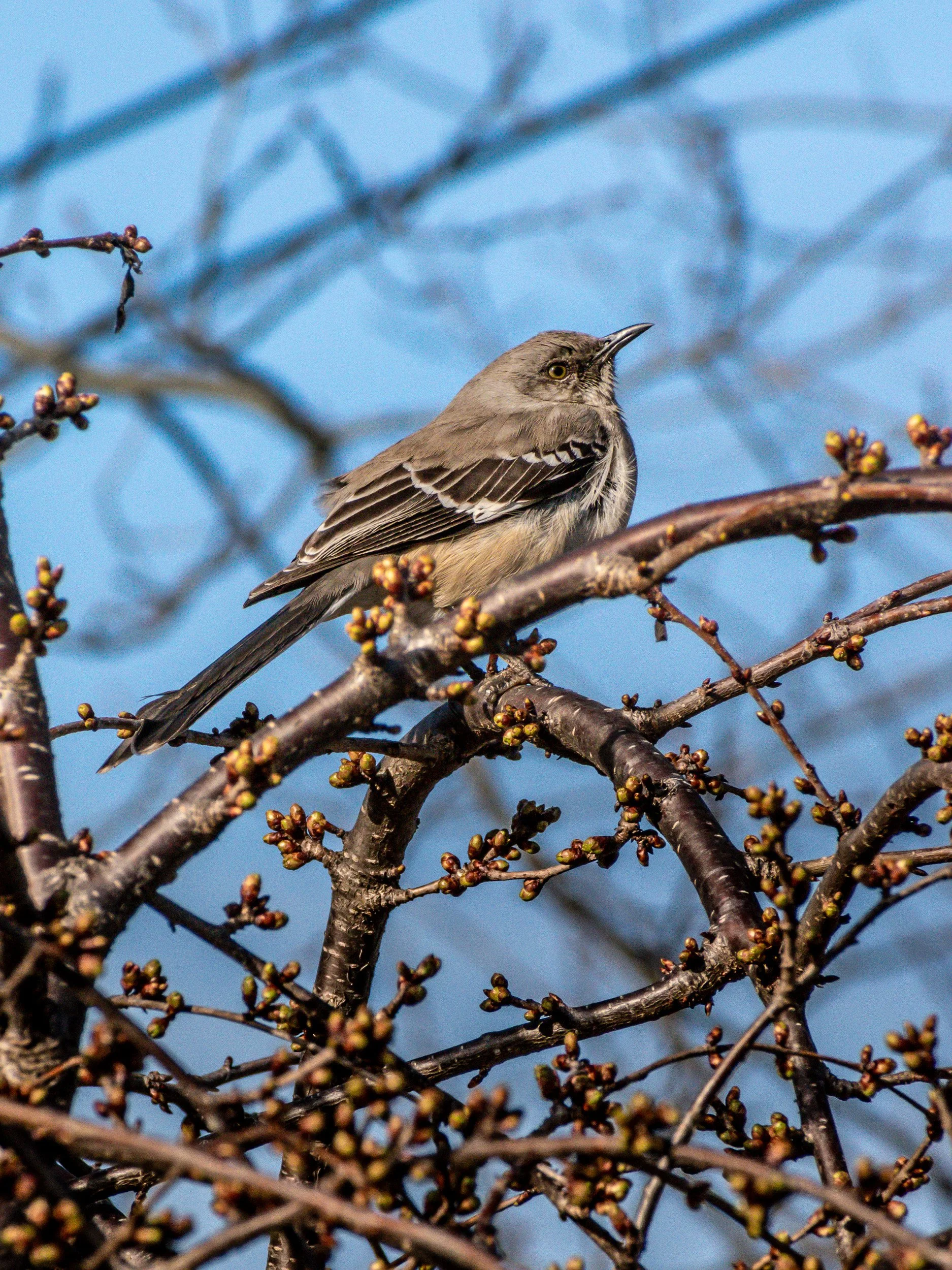 Northern Mockingbird
