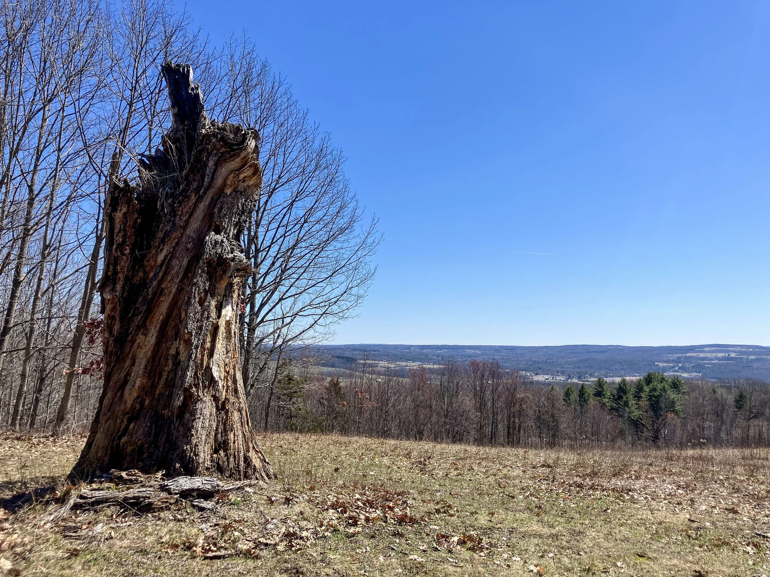Landis Arboretum_3.jpg