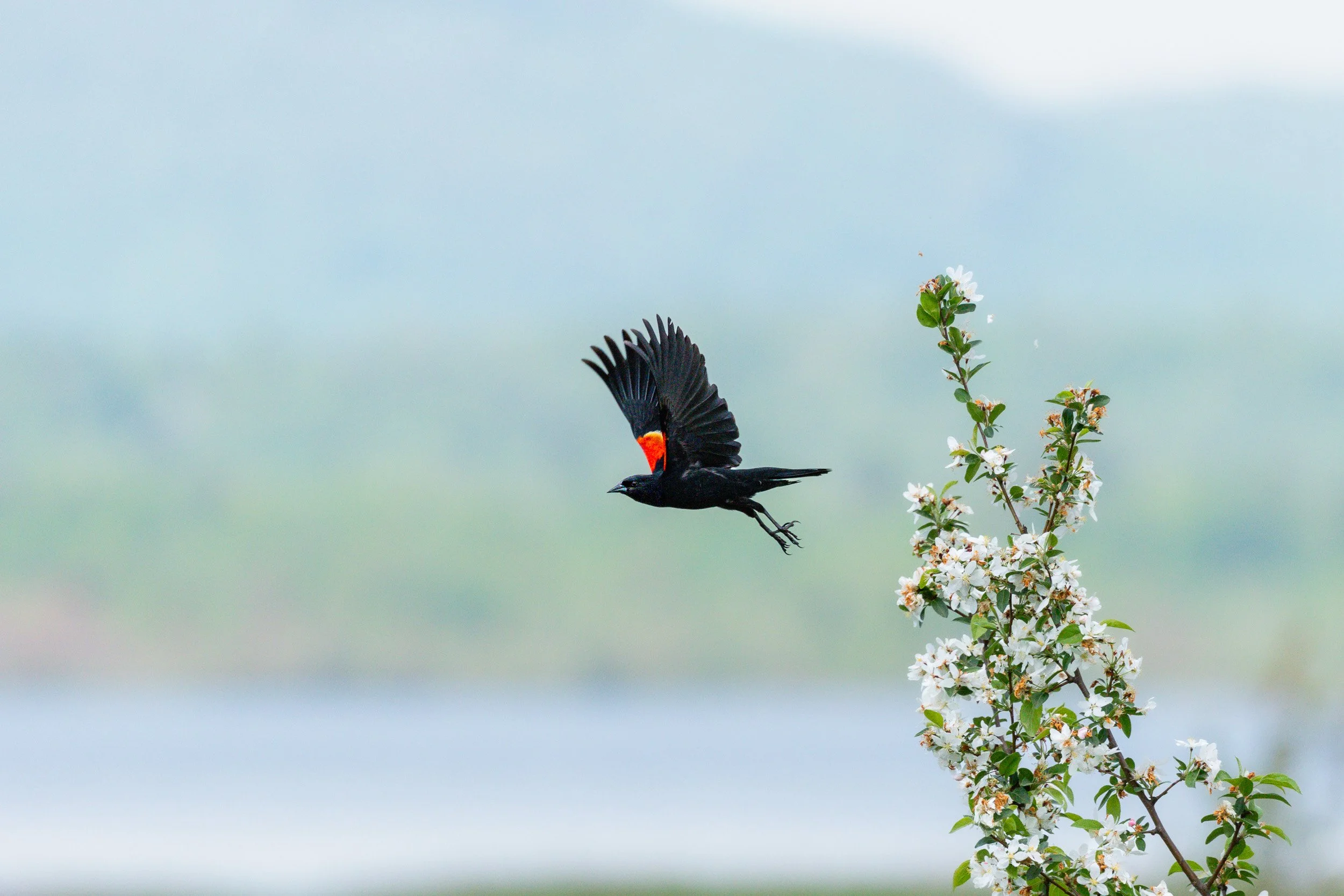 Red-winged Blackbird