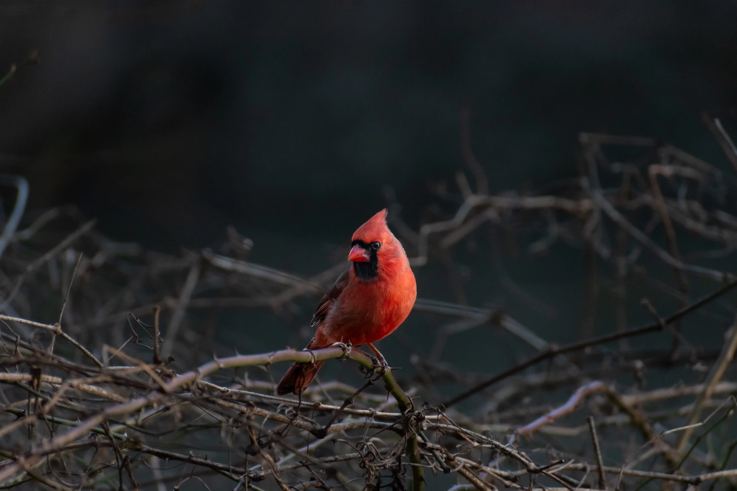 Northern Cardinal