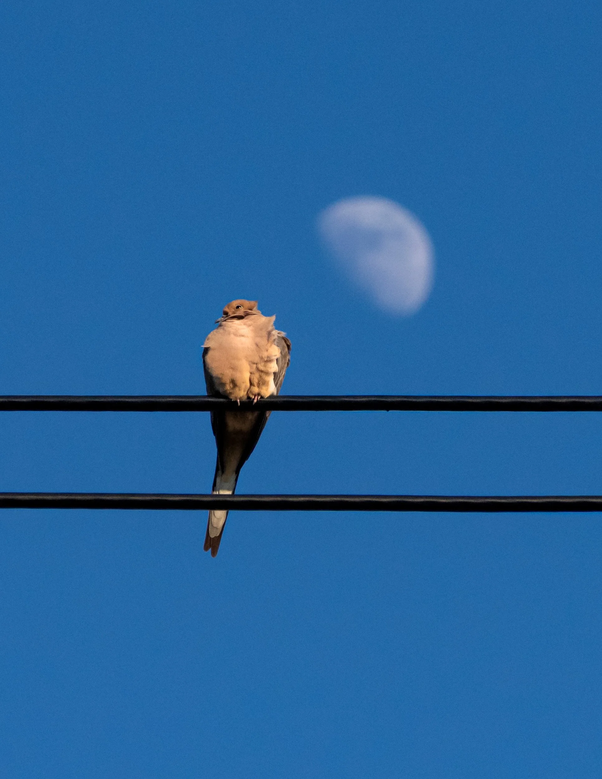 Mourning dove