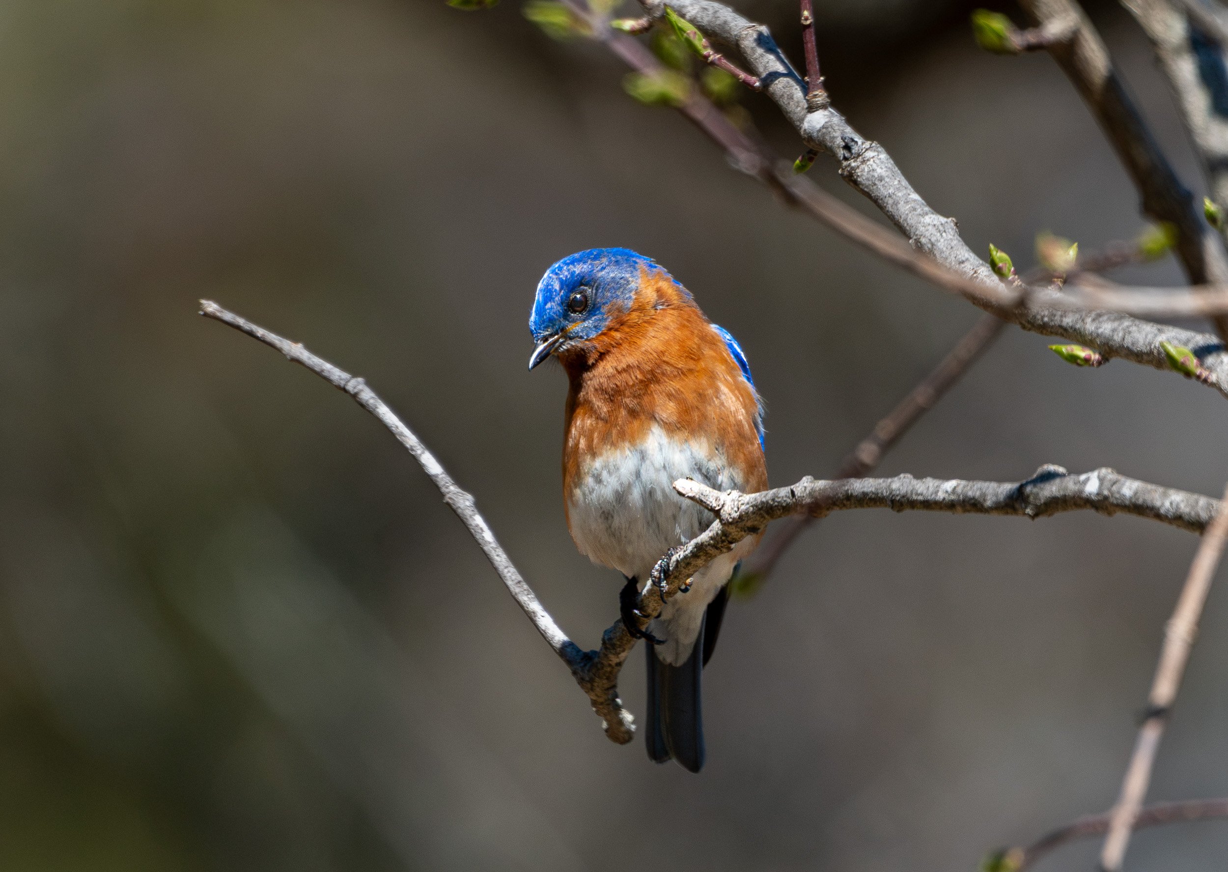 Eastern Bluebird.jpg