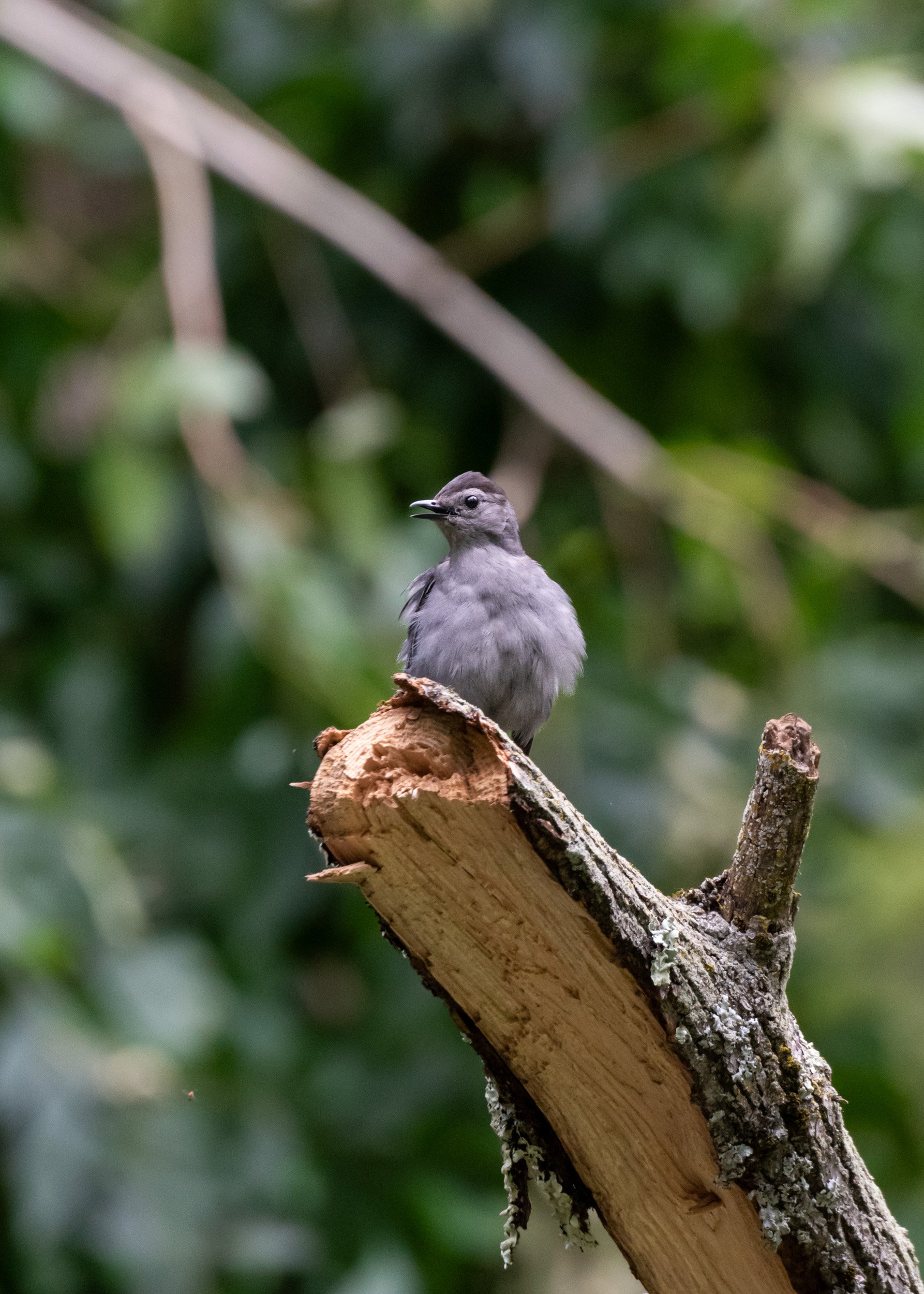 Catbird