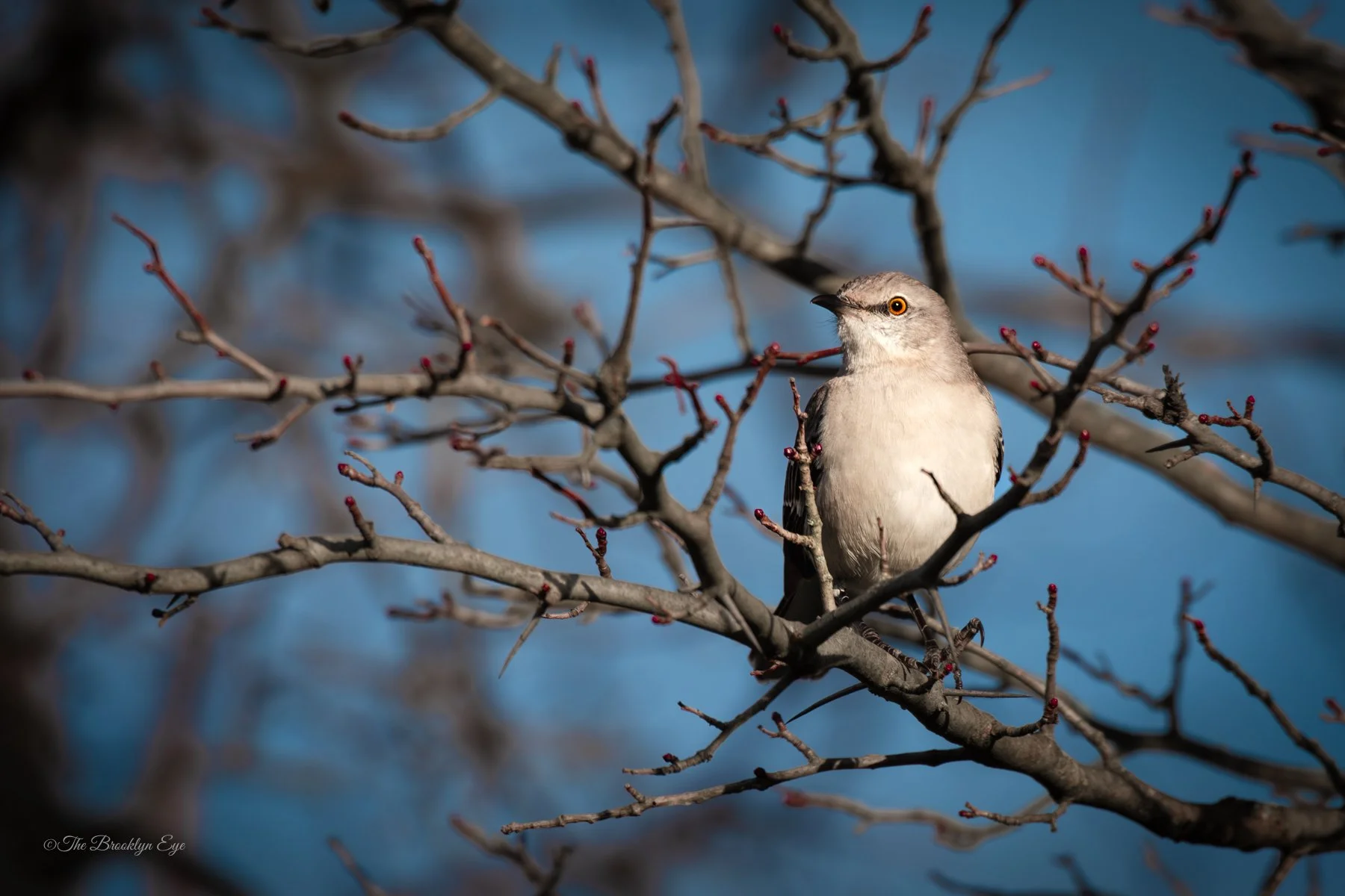 Northern Mockingbirds can memorize up to 200 songs throughout their lives, including those of other bird species, distinct sounds from their environment, and even human-made noises, which they replicate with astonishing accuracy.