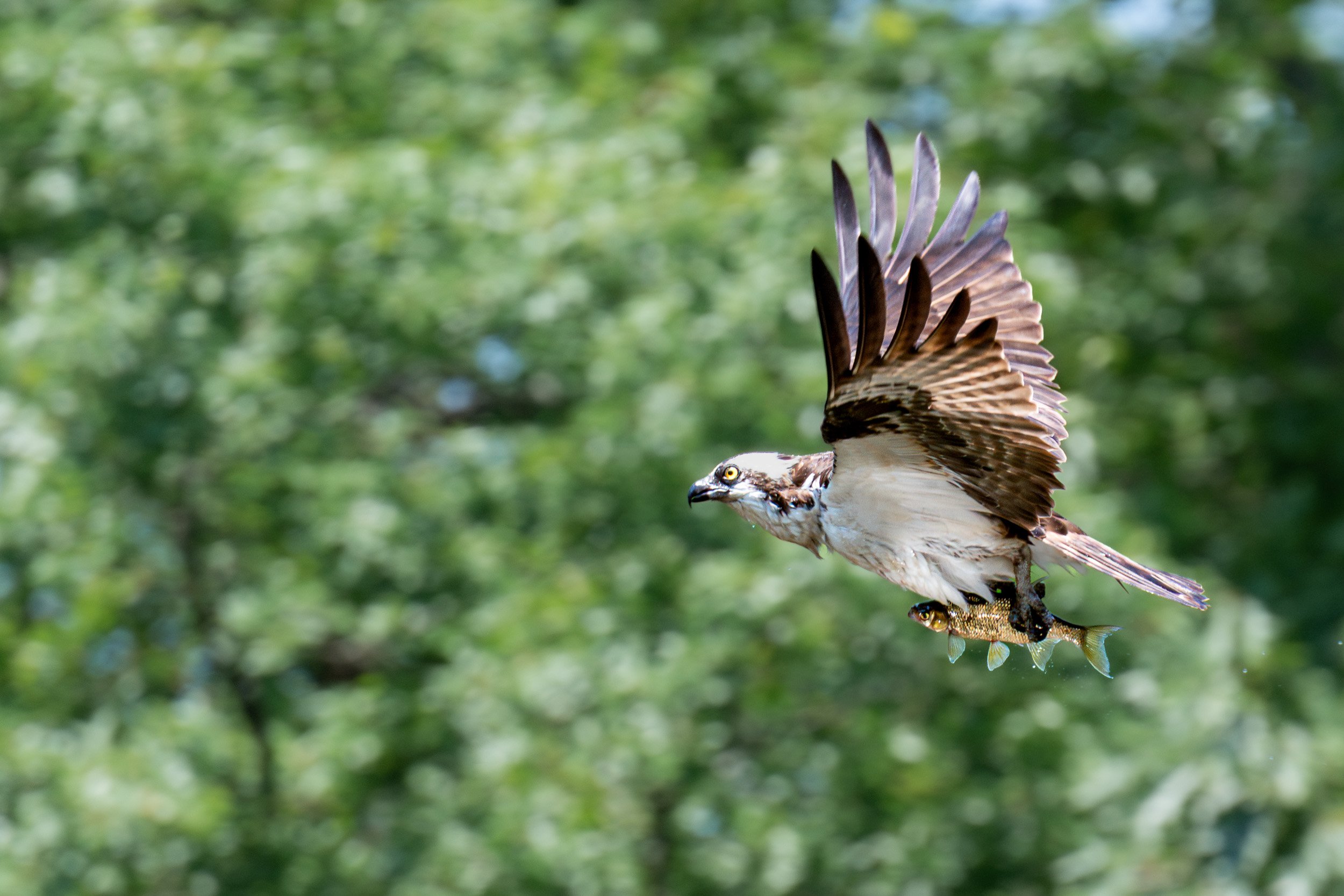Osprey