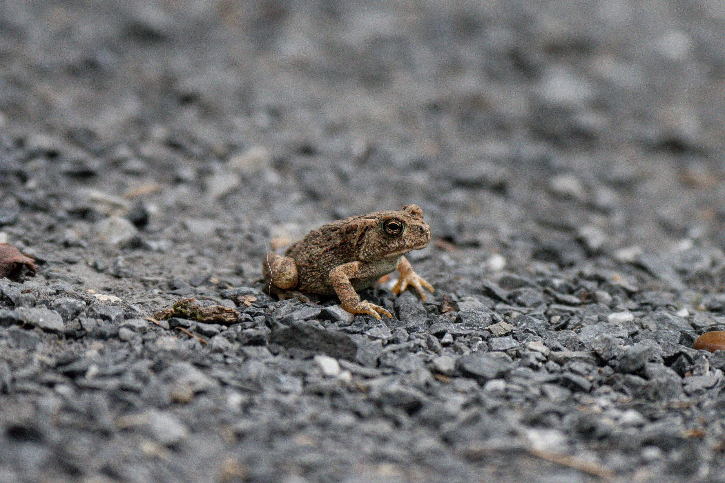 Eastern American Toad