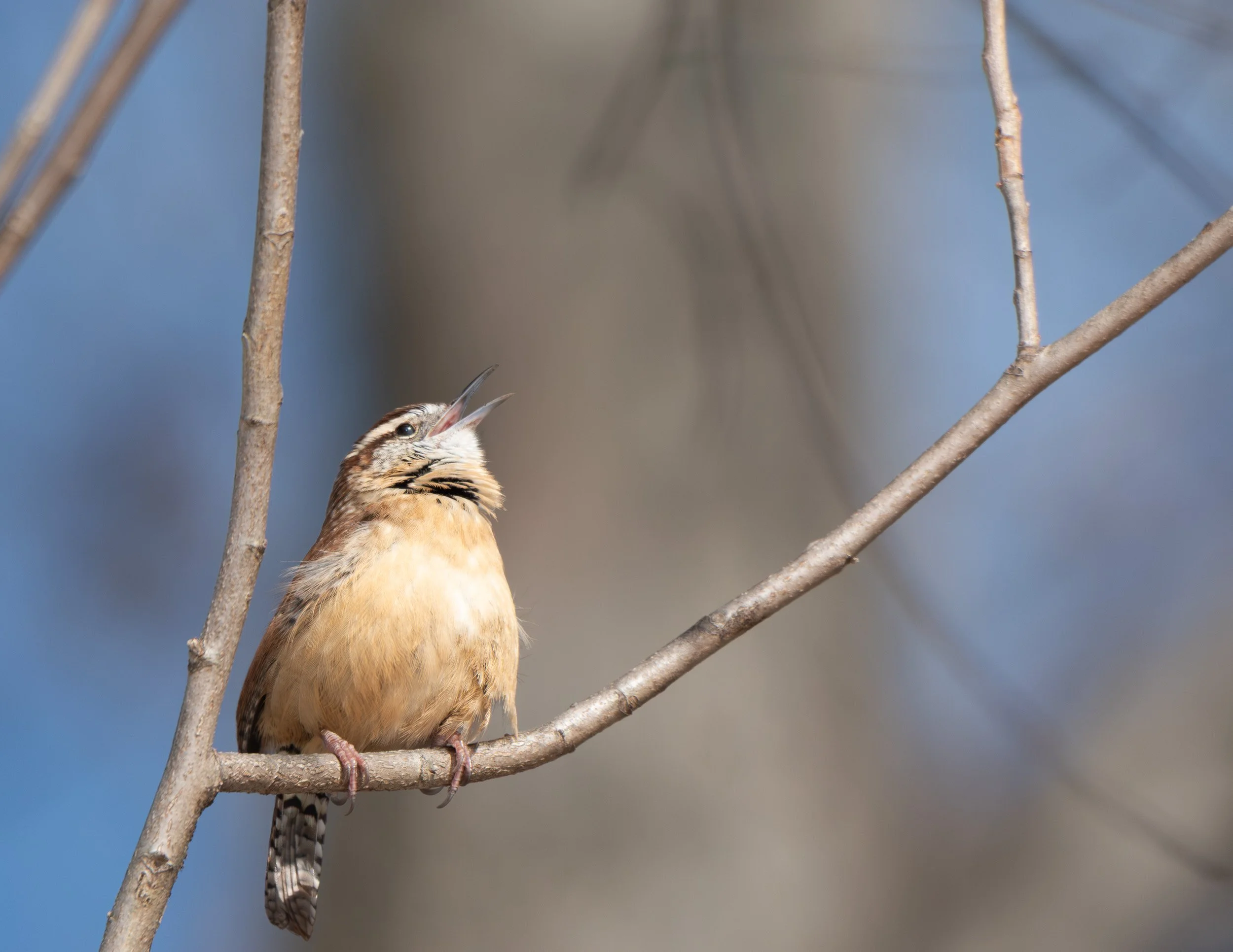 Carolina Wren