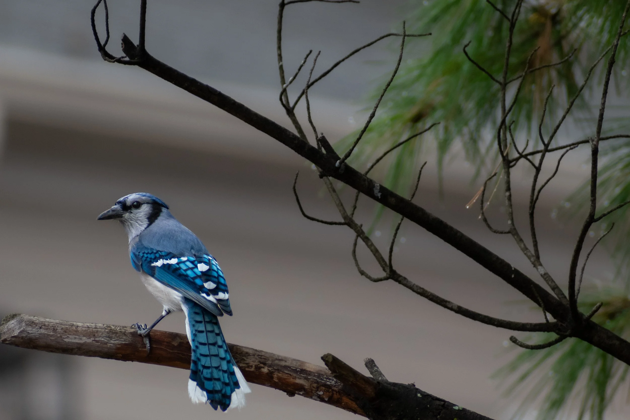 Blue Jay