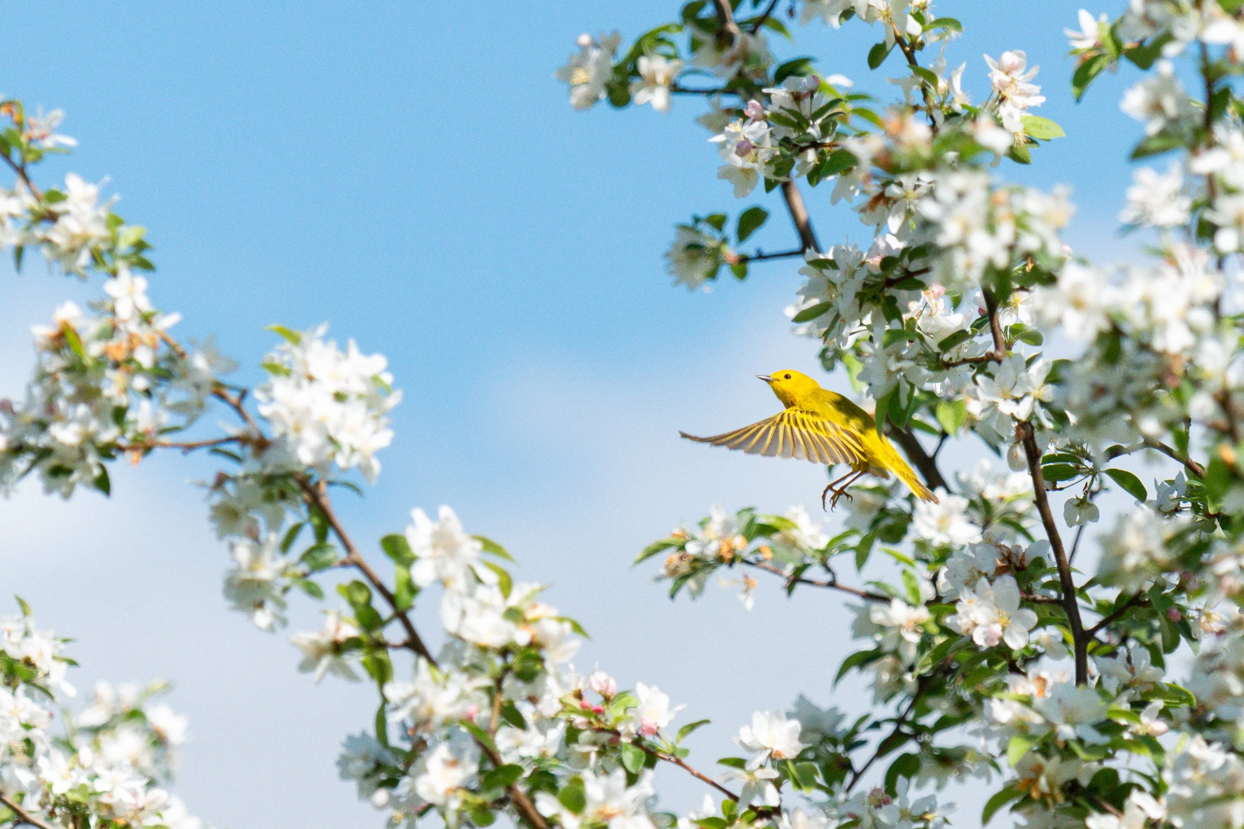 Yellow Warbler