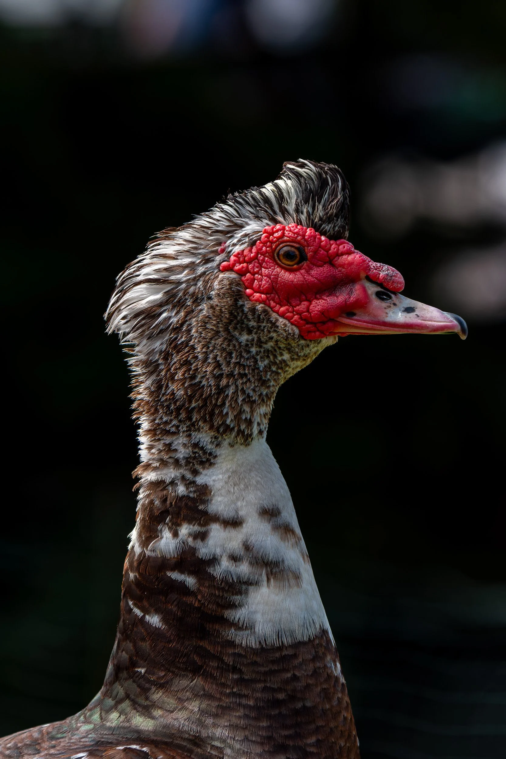 Muscovy duck