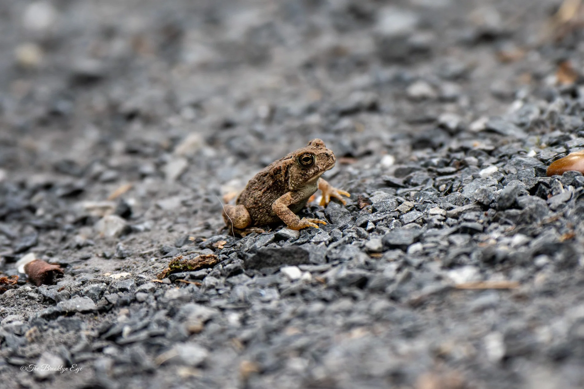 The Eastern American Toad is a master of camouflage, its bumpy, earth-toned skin blending seamlessly into leaf litter and forest floors. Slow and deliberate in its hops, this toad spends its days quietly controlling insect populations, making it a fr