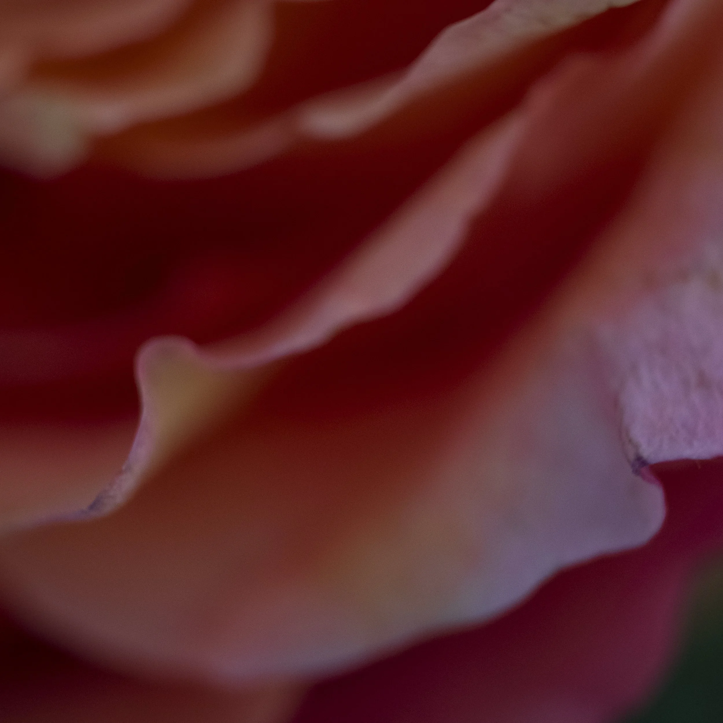 DSCF4201-2.jpg