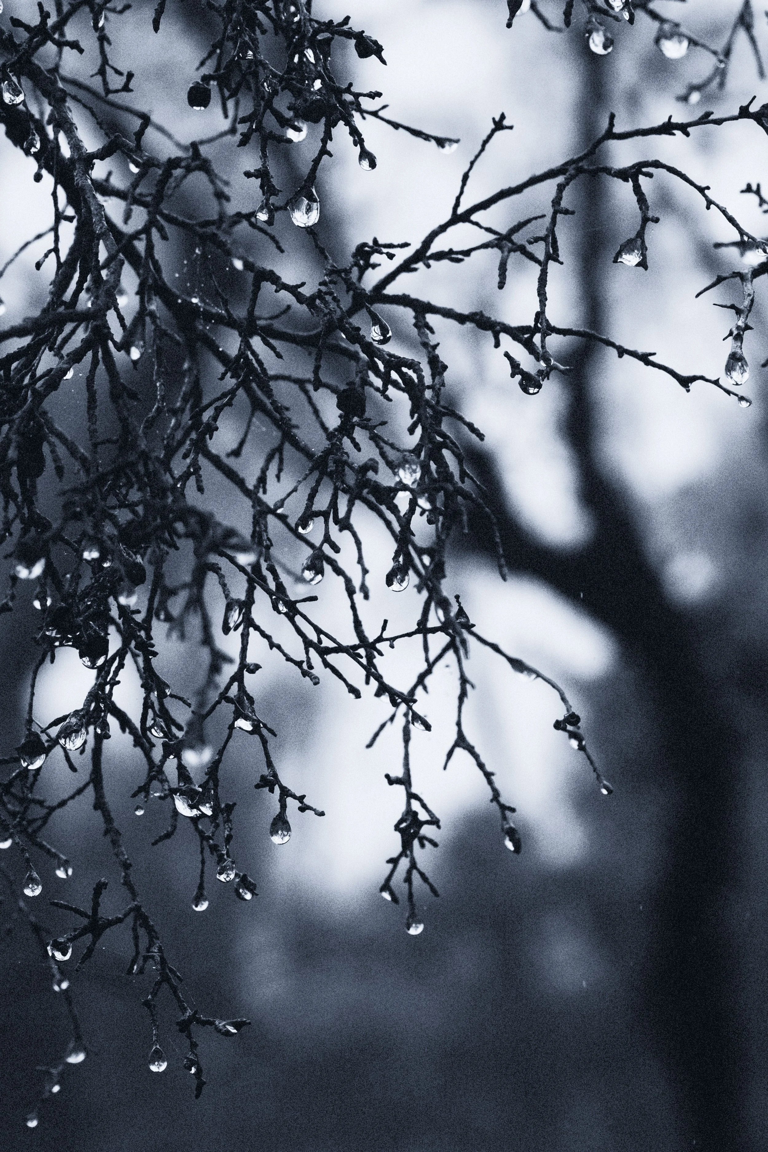 Leura, Blue Mountains