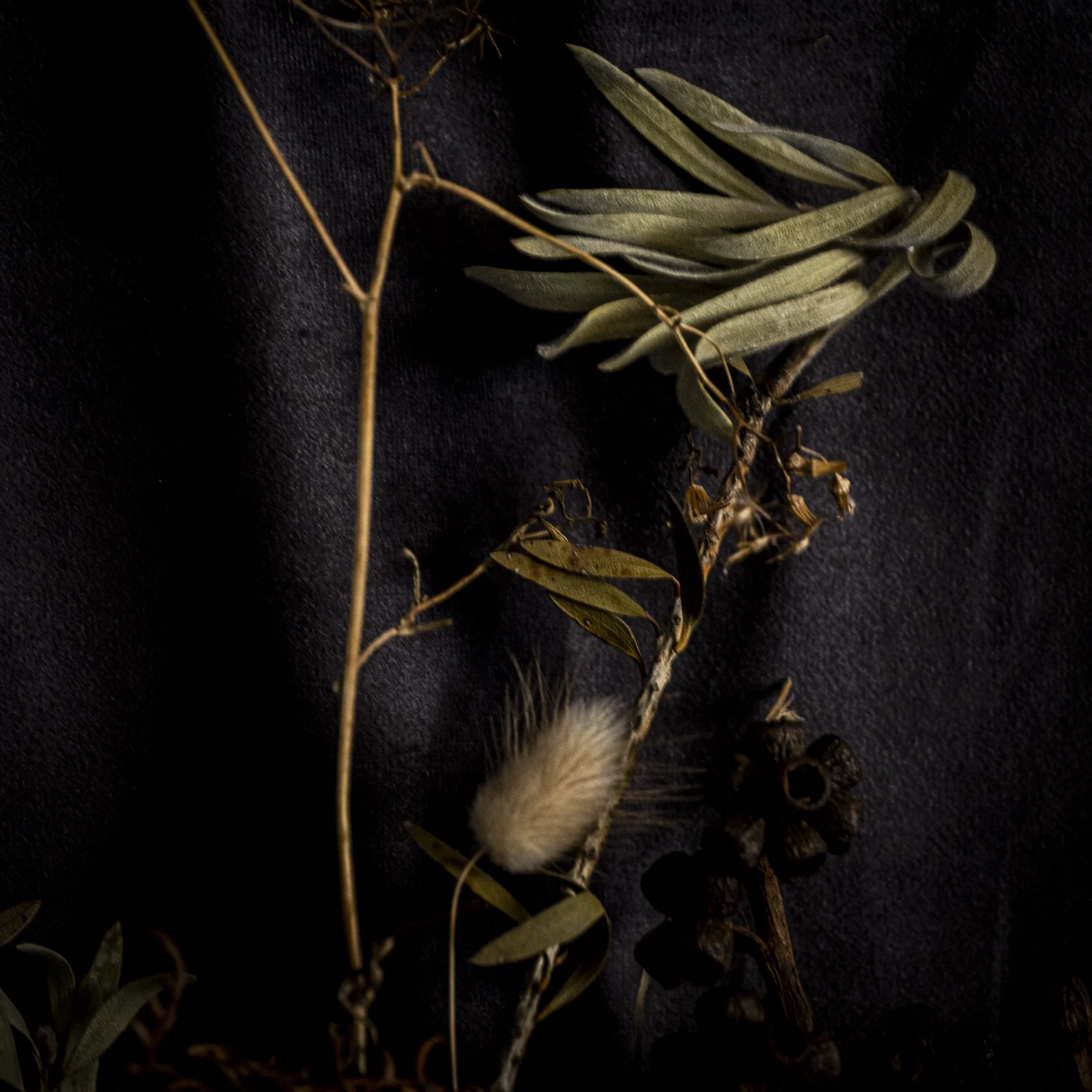DSCF2437-Edit.jpg