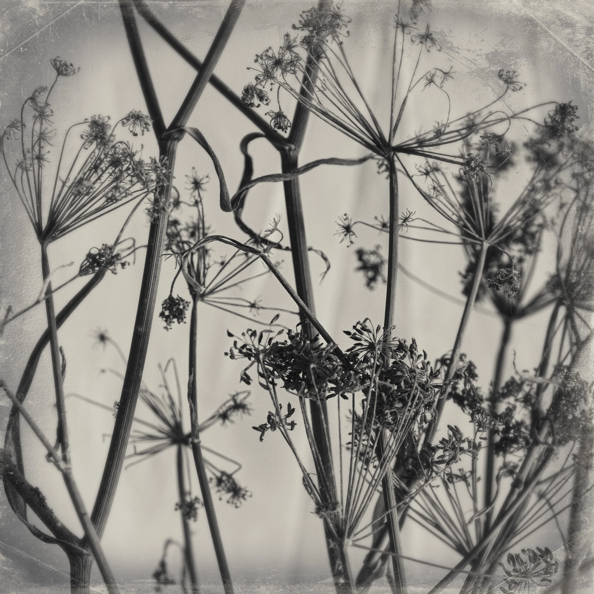 _DSF2287-Edit.jpg