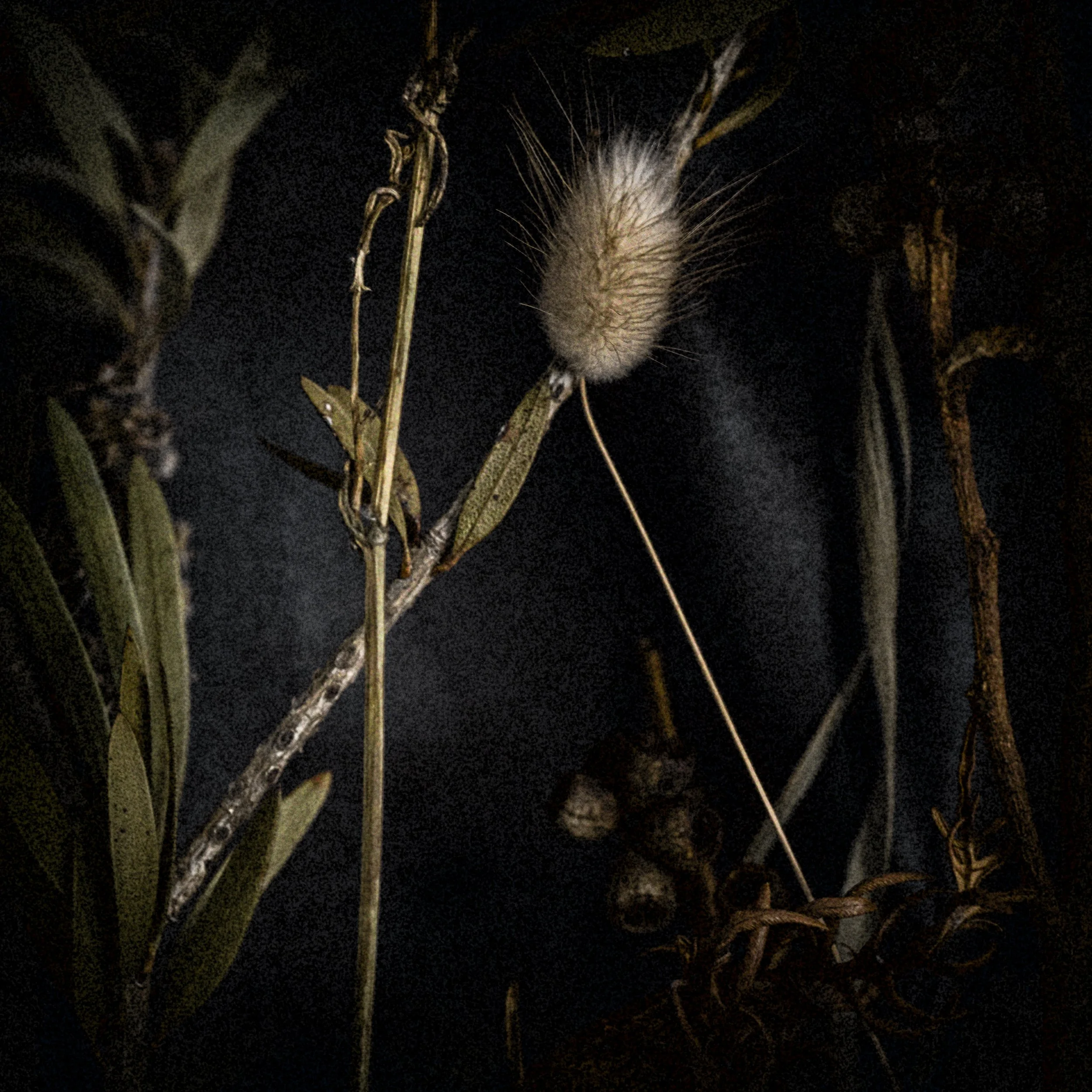 DSCF2442-Edit.jpg