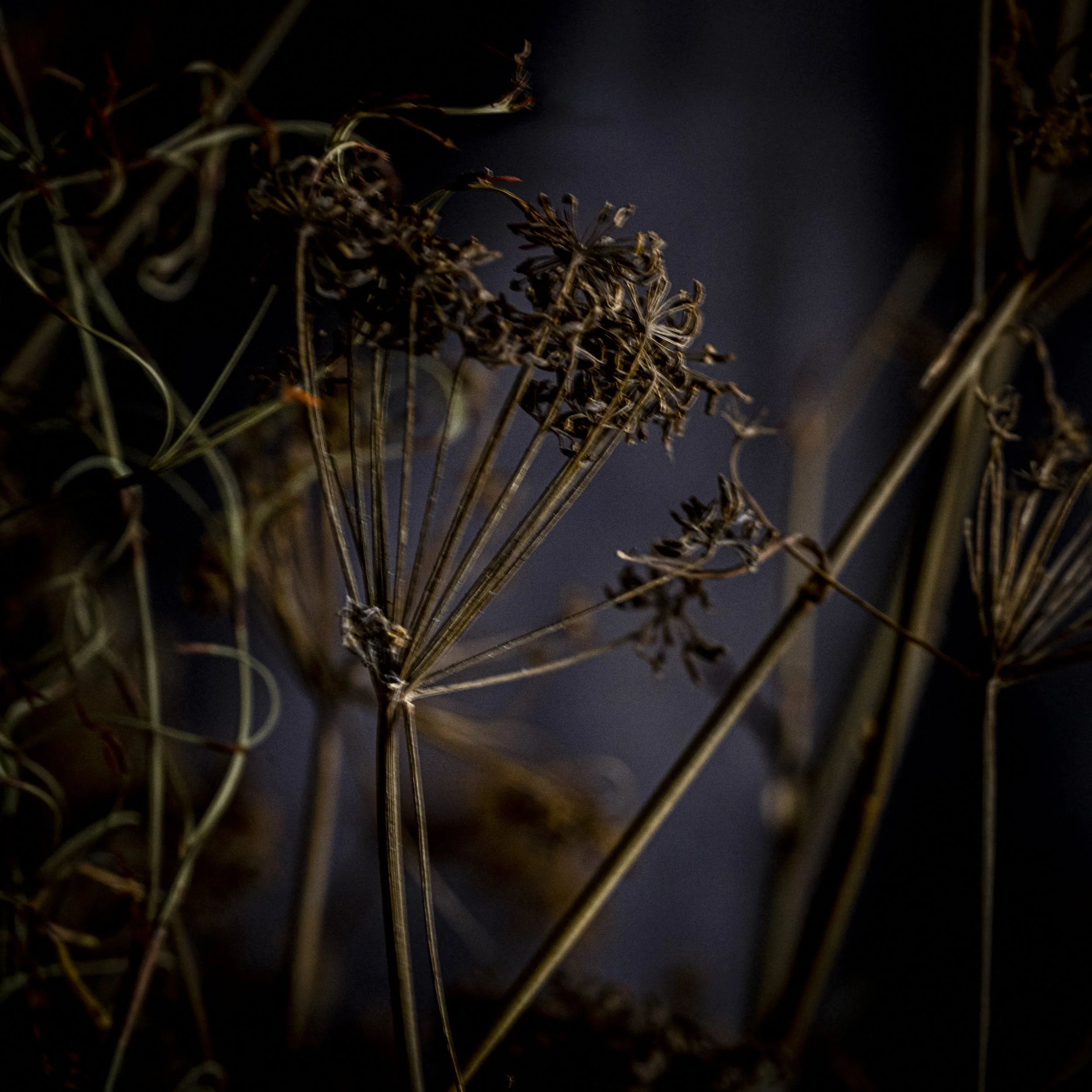 DSCF2419-Edit.jpg