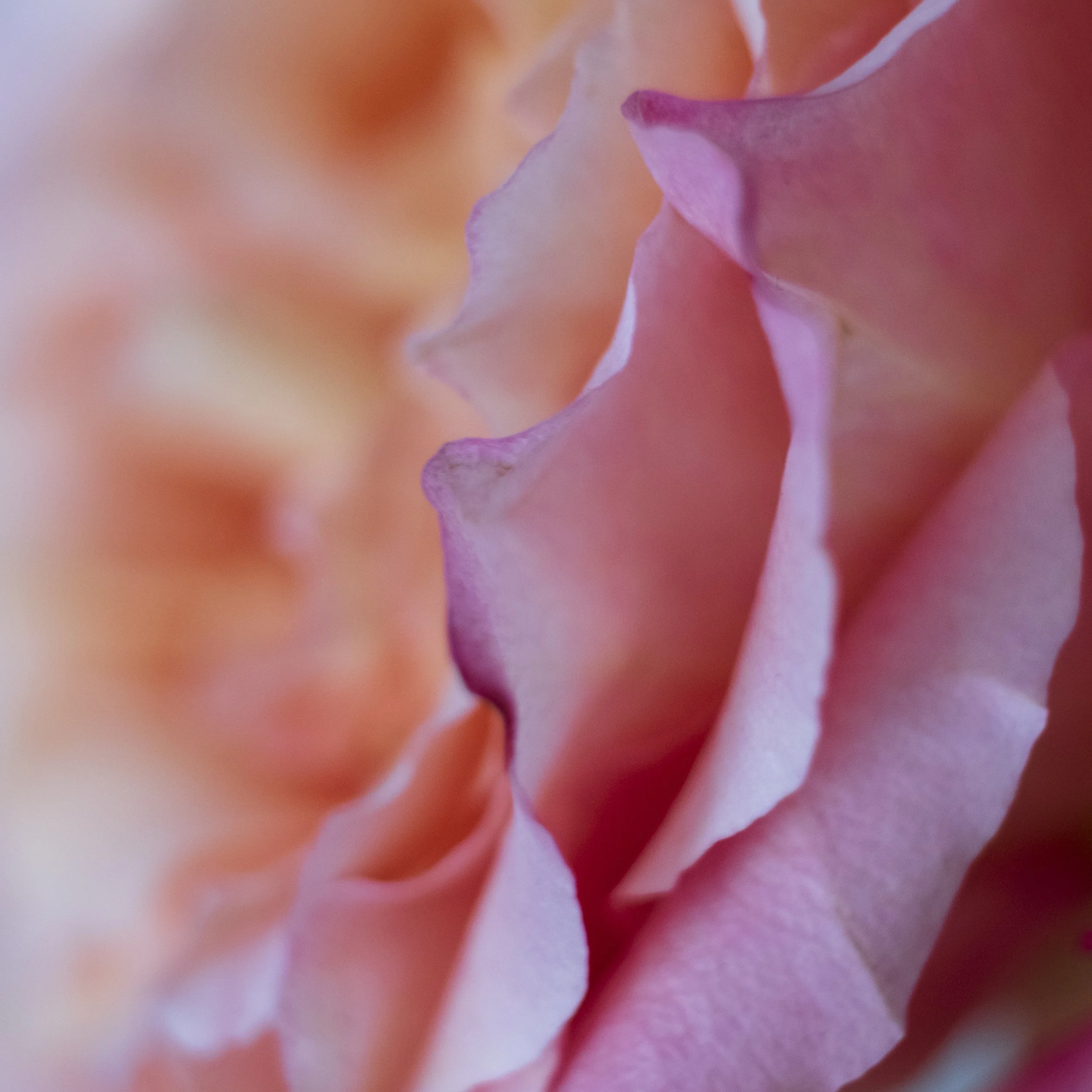 DSCF4300-2.jpg