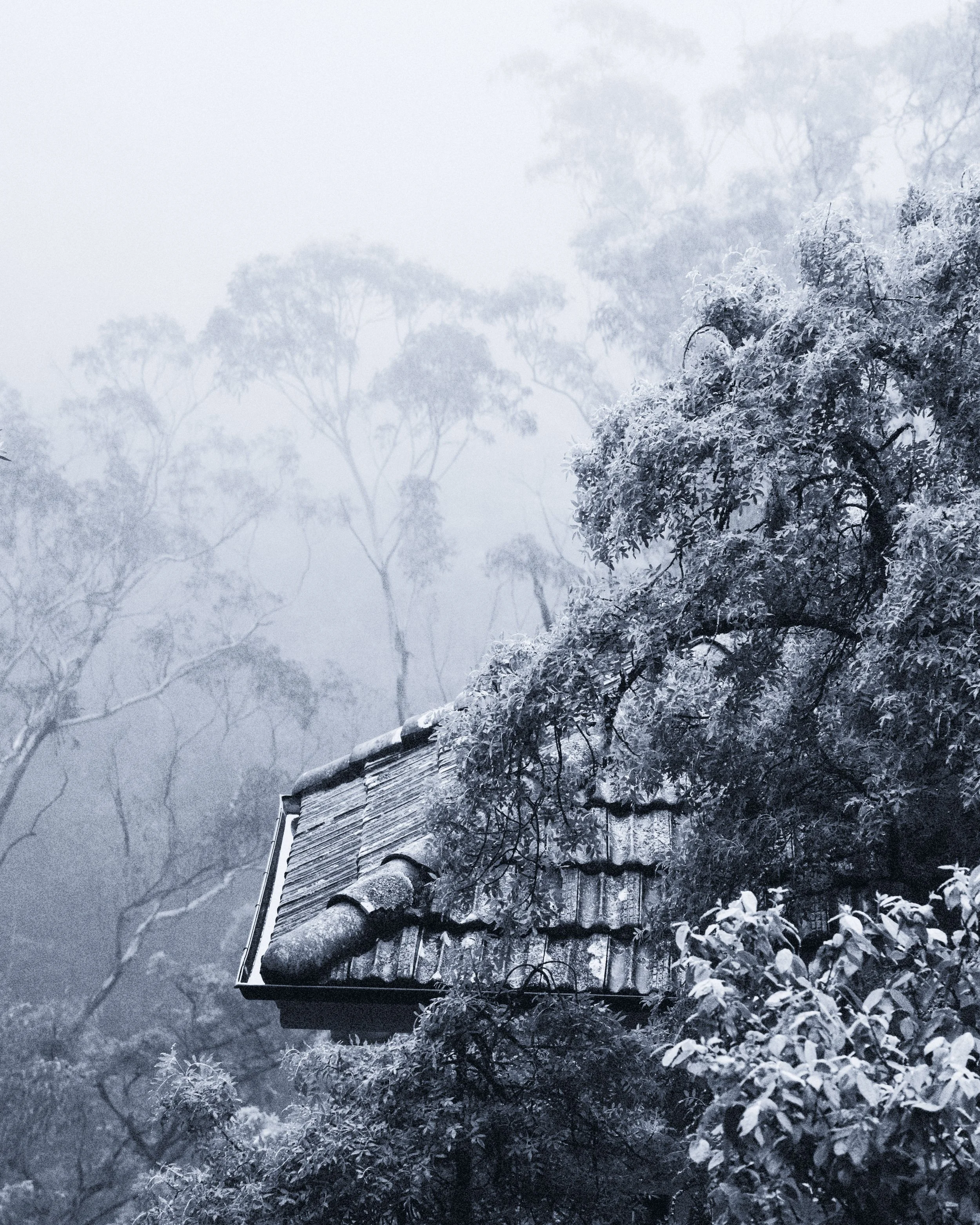 Everglades, Blue Mountains
