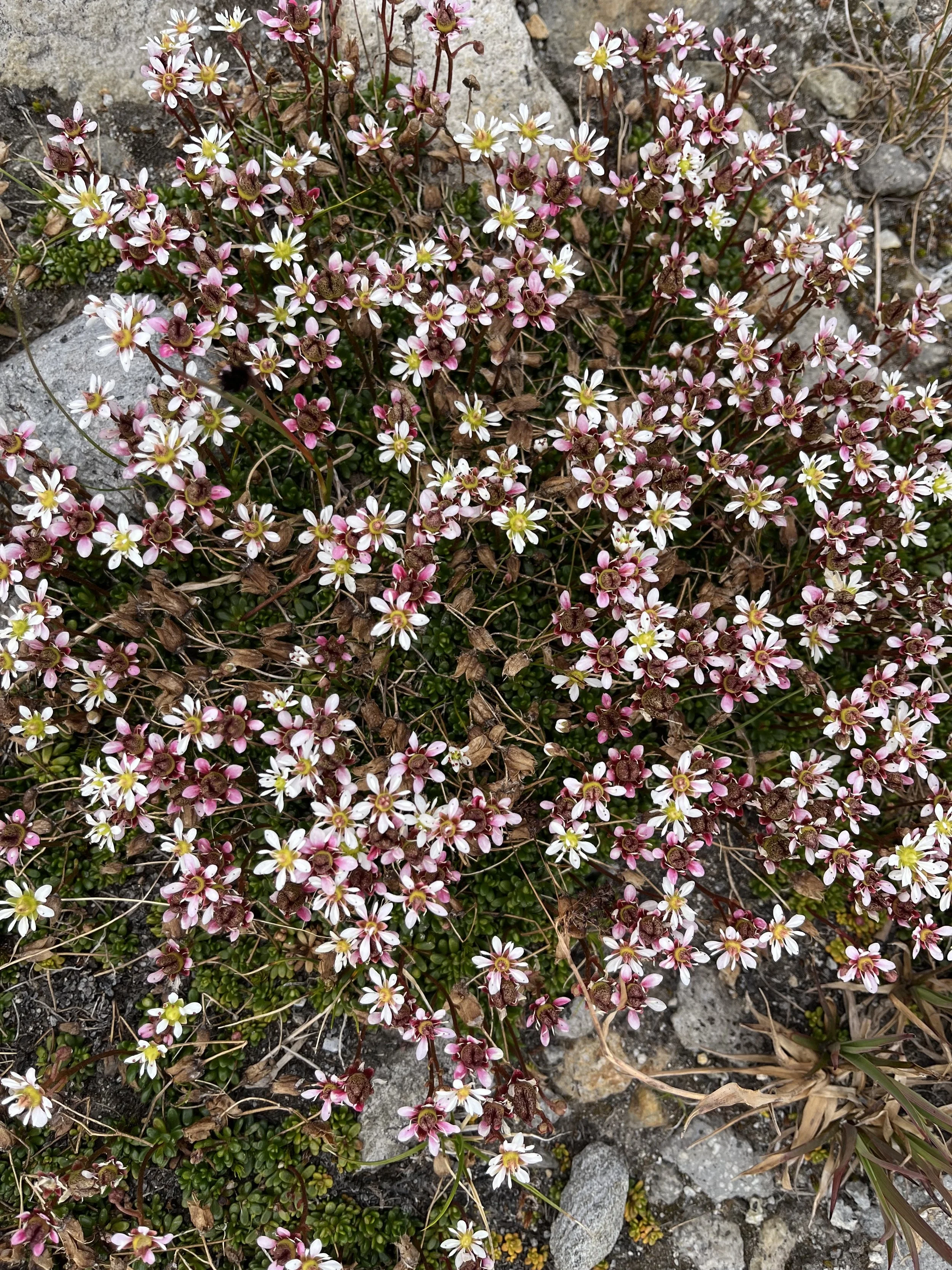 Small wildflowers with white and pink petals growing amidst rocks and dry grass.