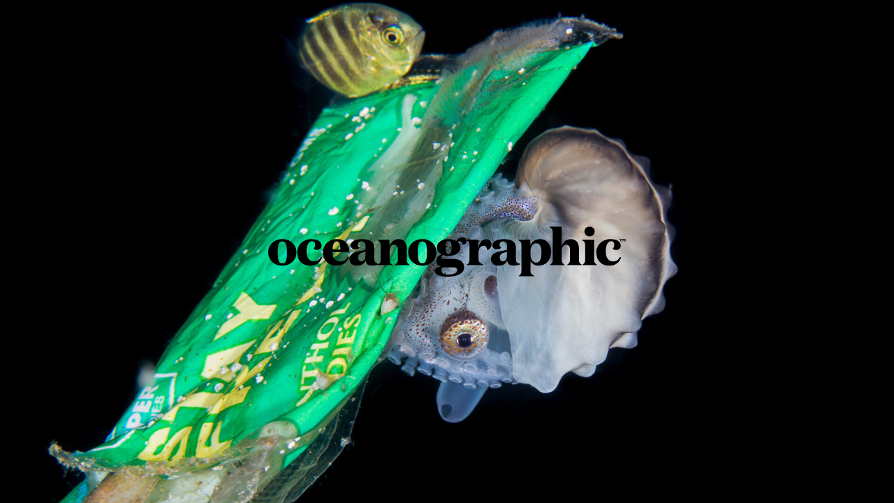 New ocean chemical pollution study raises human health concerns
