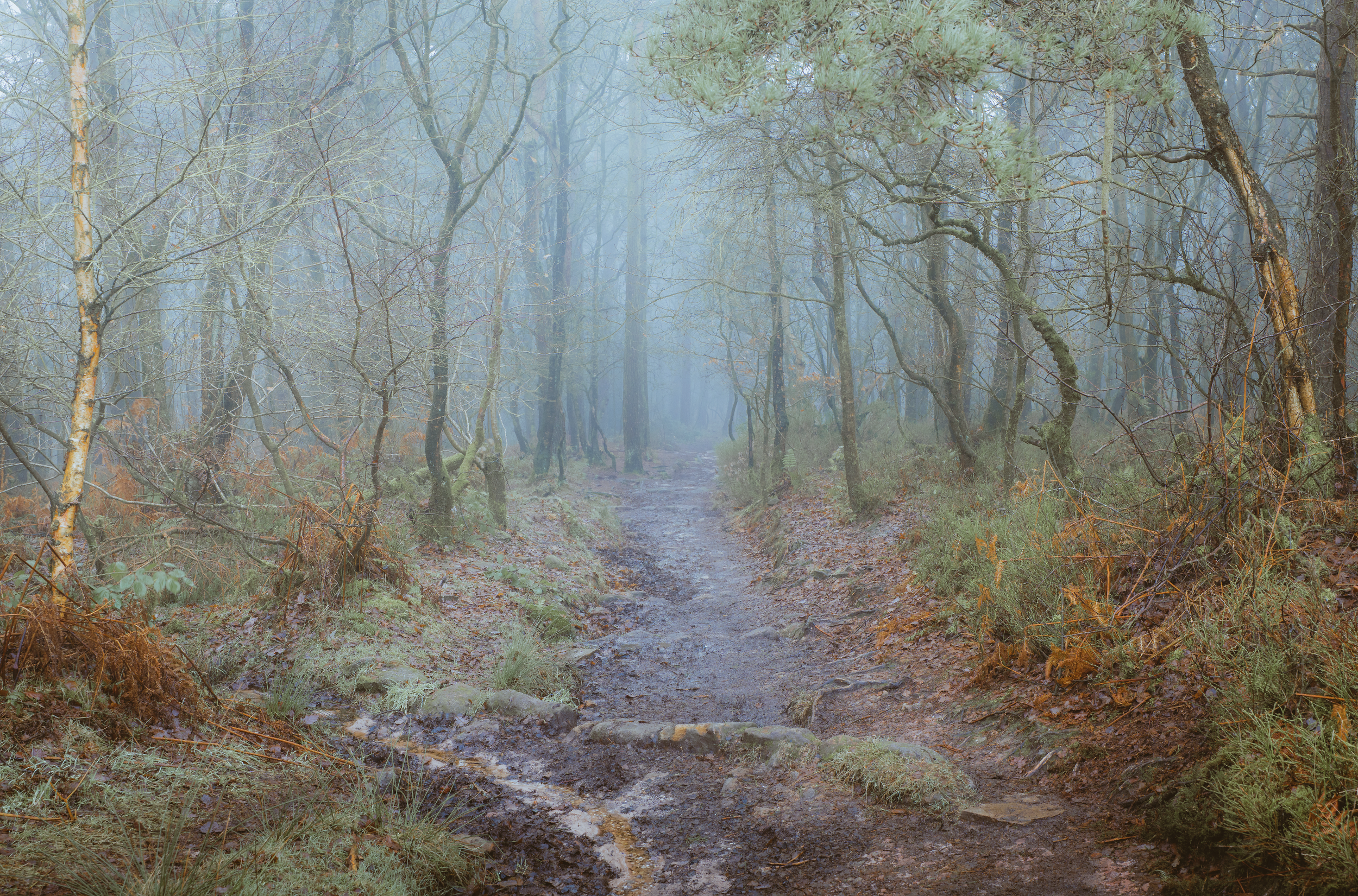 A foggy forest trail surrounded by leafless trees and wet ground.