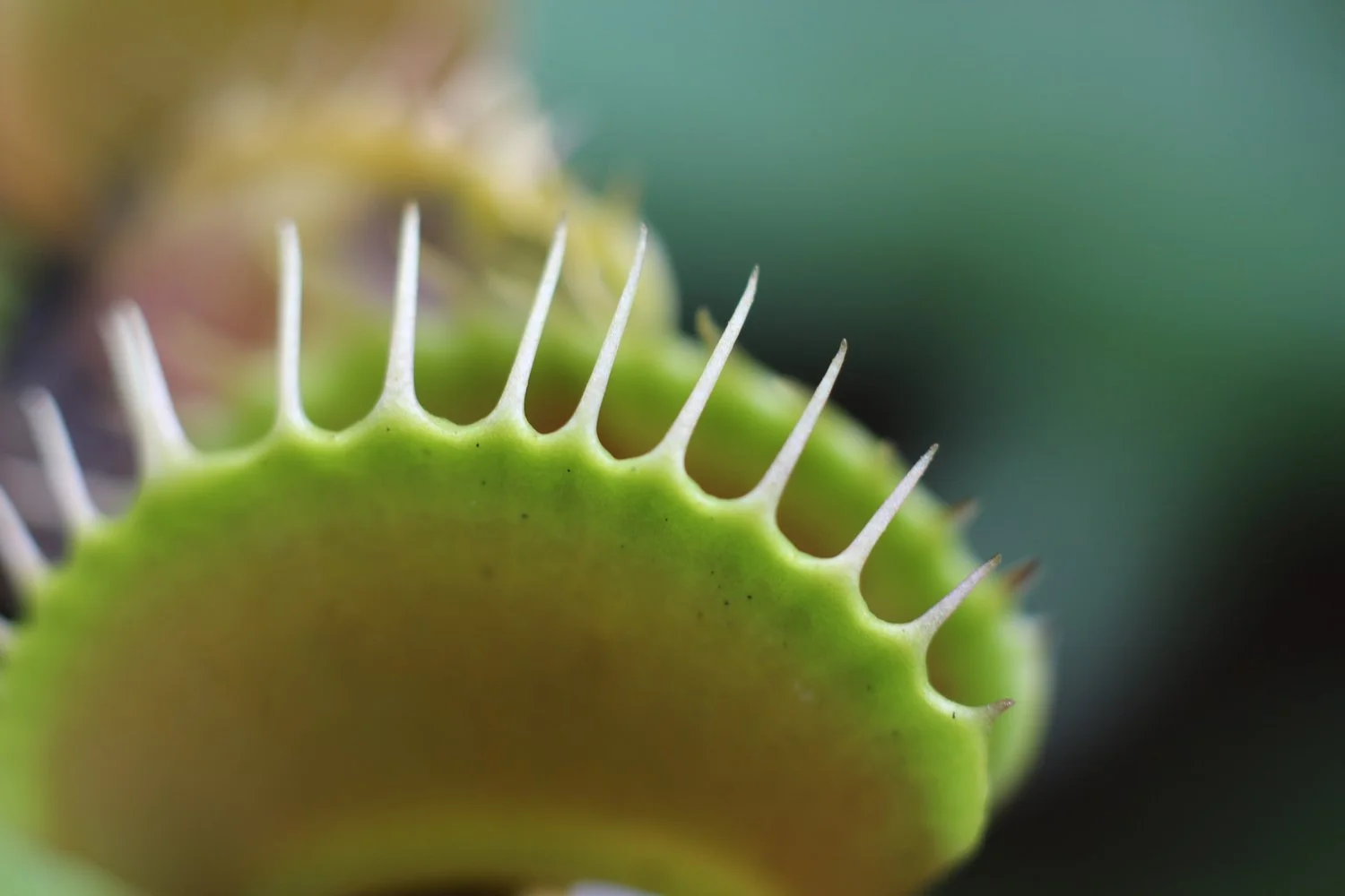 The Secret to Thriving Venus Flytrap Plants: Mastering the Art of Watering