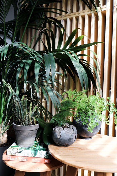 How to Turn Your Home into an Indoor Jungle:                   Part 1: Know Your Space              Step 2: Know Your Humidity