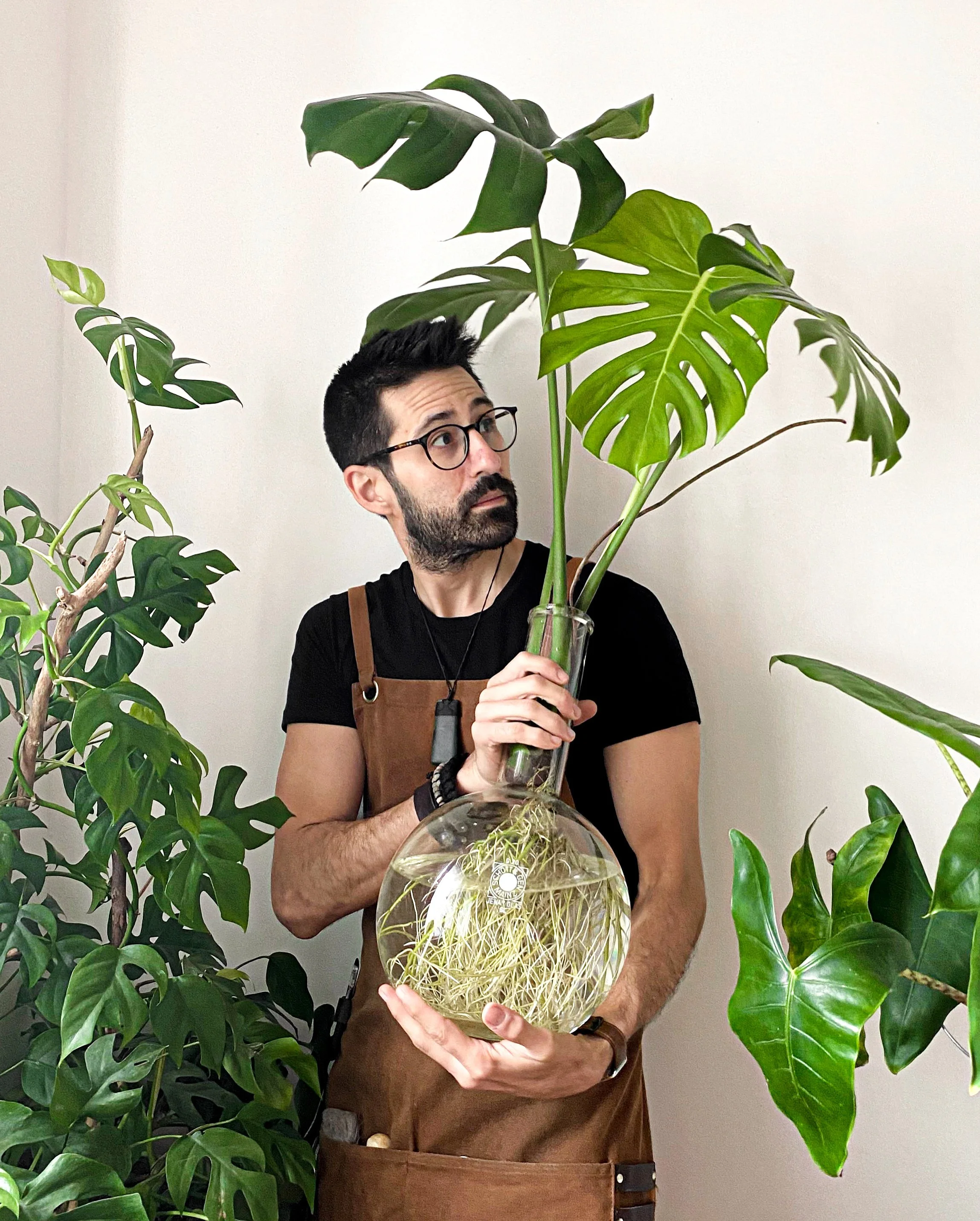 Why are Houseplants Good?