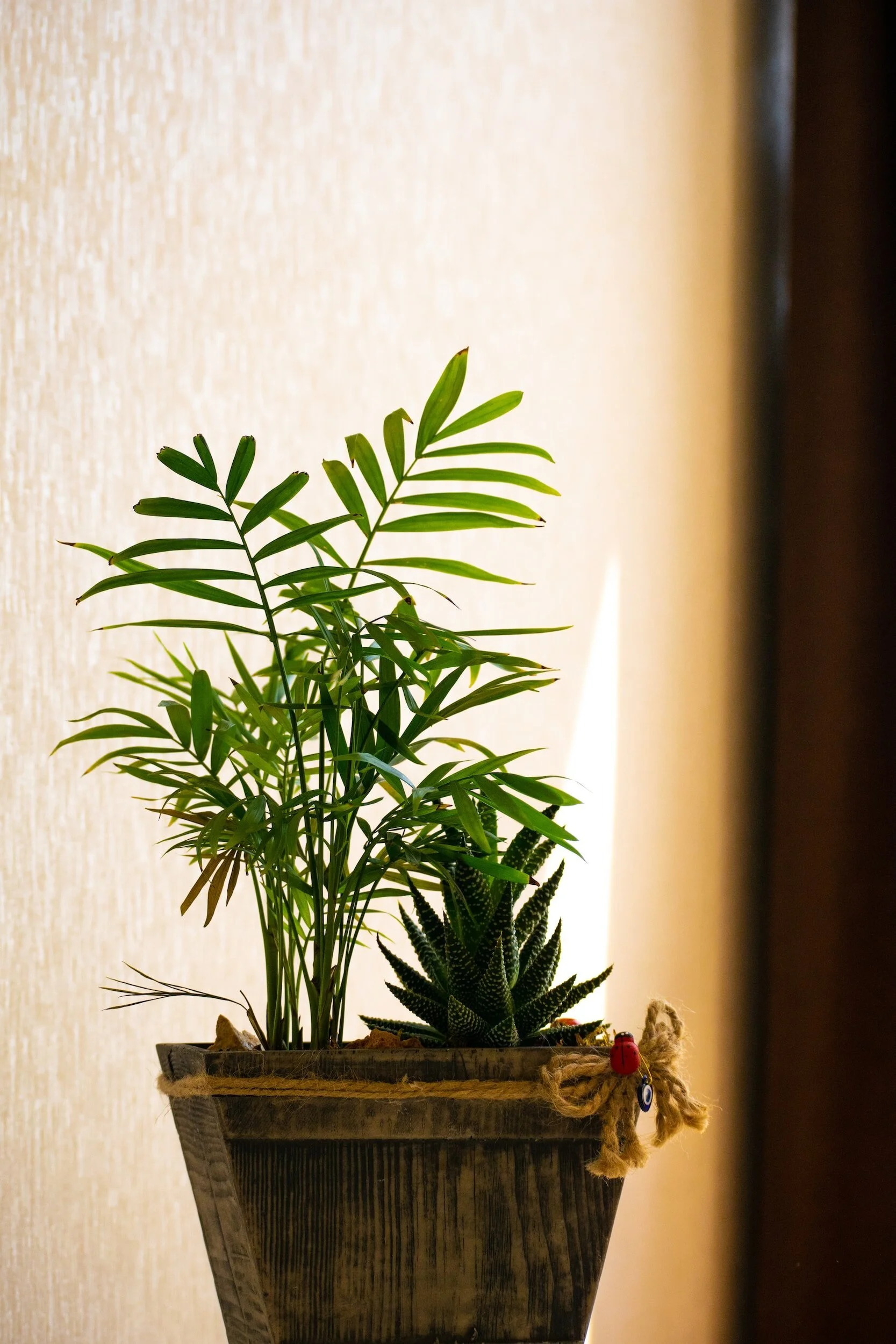 Do Plants Clean the Air in Your Home?